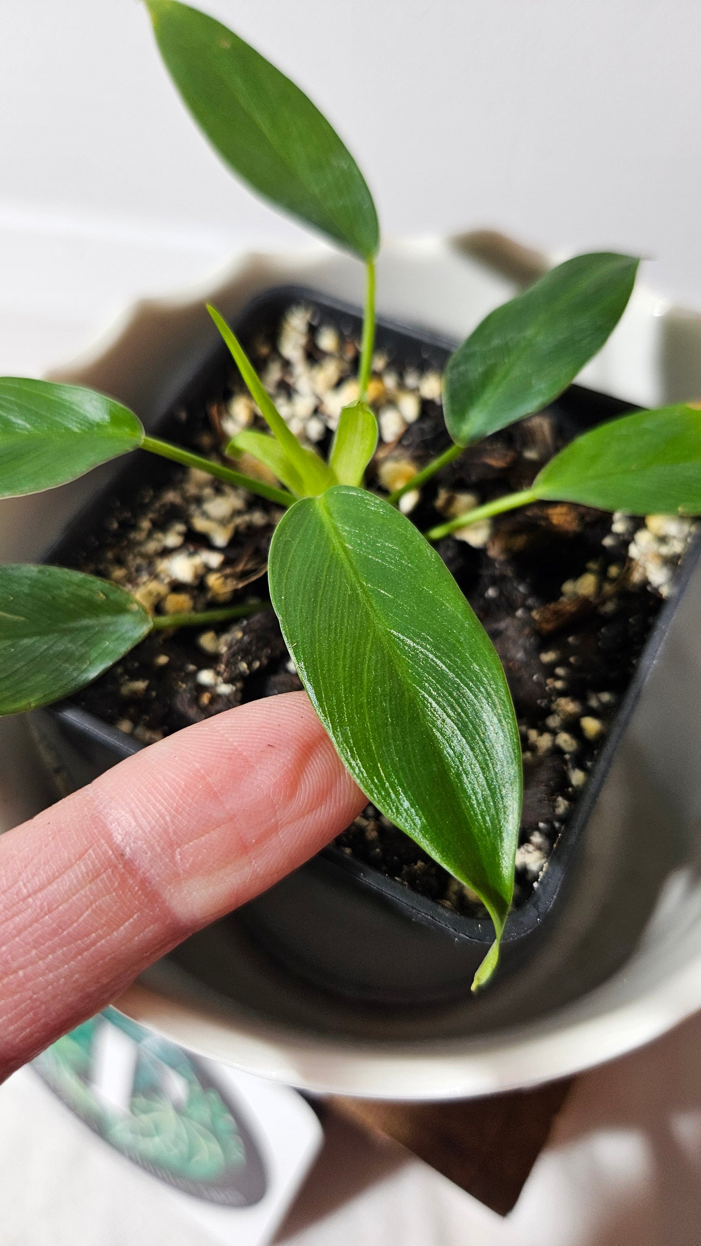 Philodendron Patriciae (PHI-748)