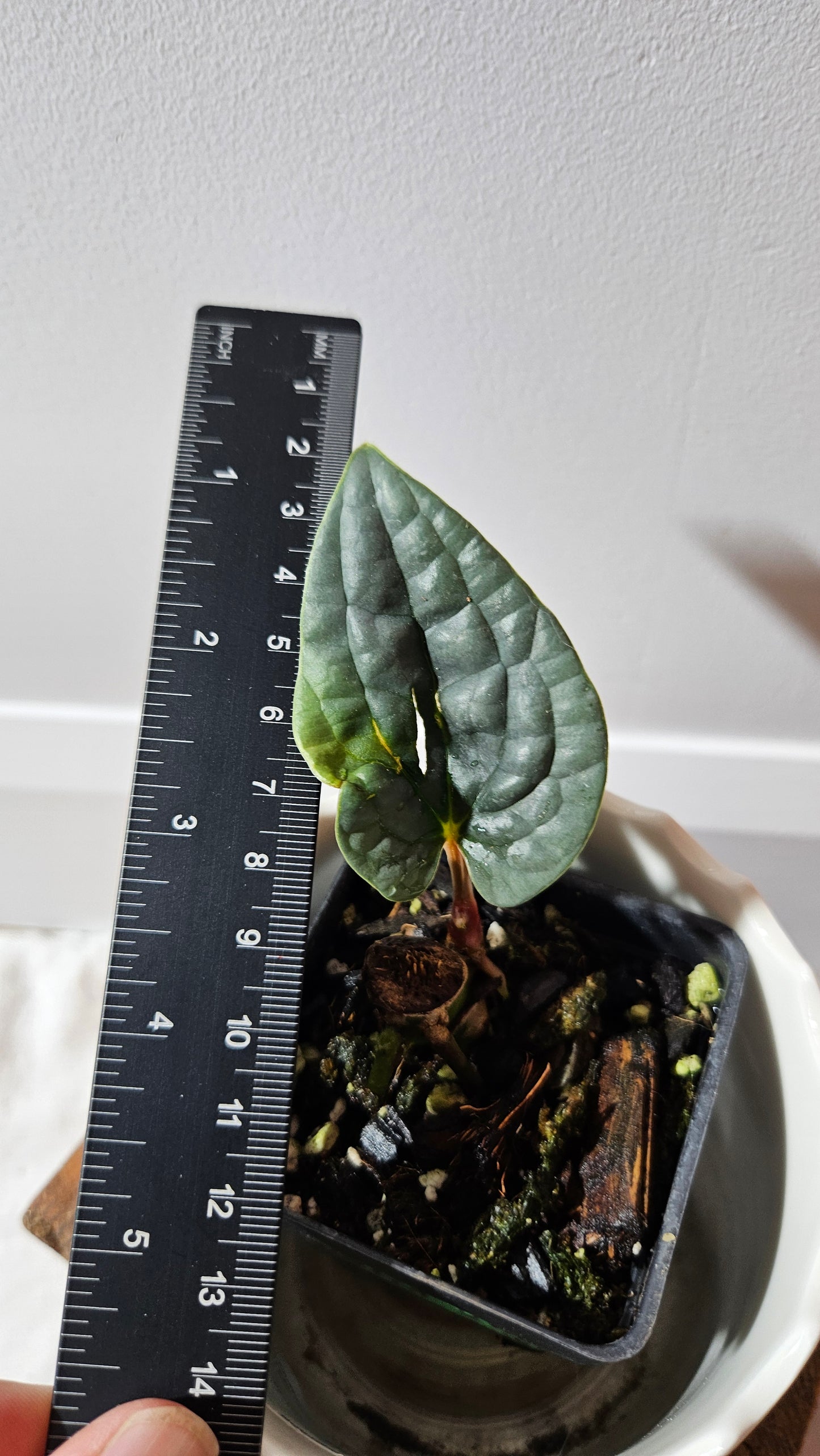 Anthurium Luxurians Velvet Sharp "MEDIUM size" (ANT-166)