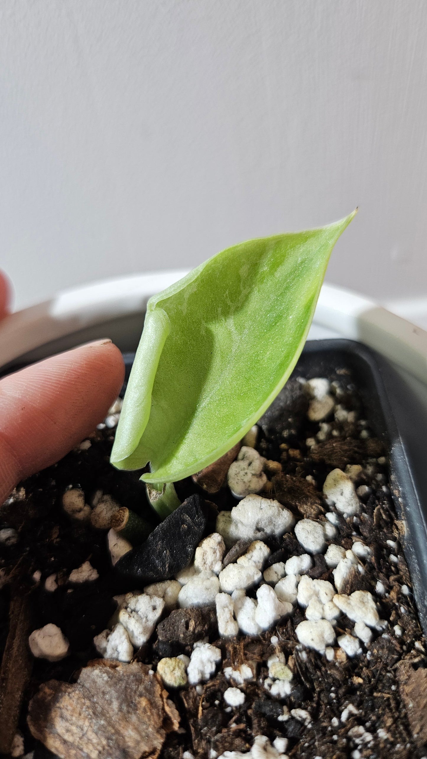 Scindapsus Exotica Sulawesi (SCI-1108)
