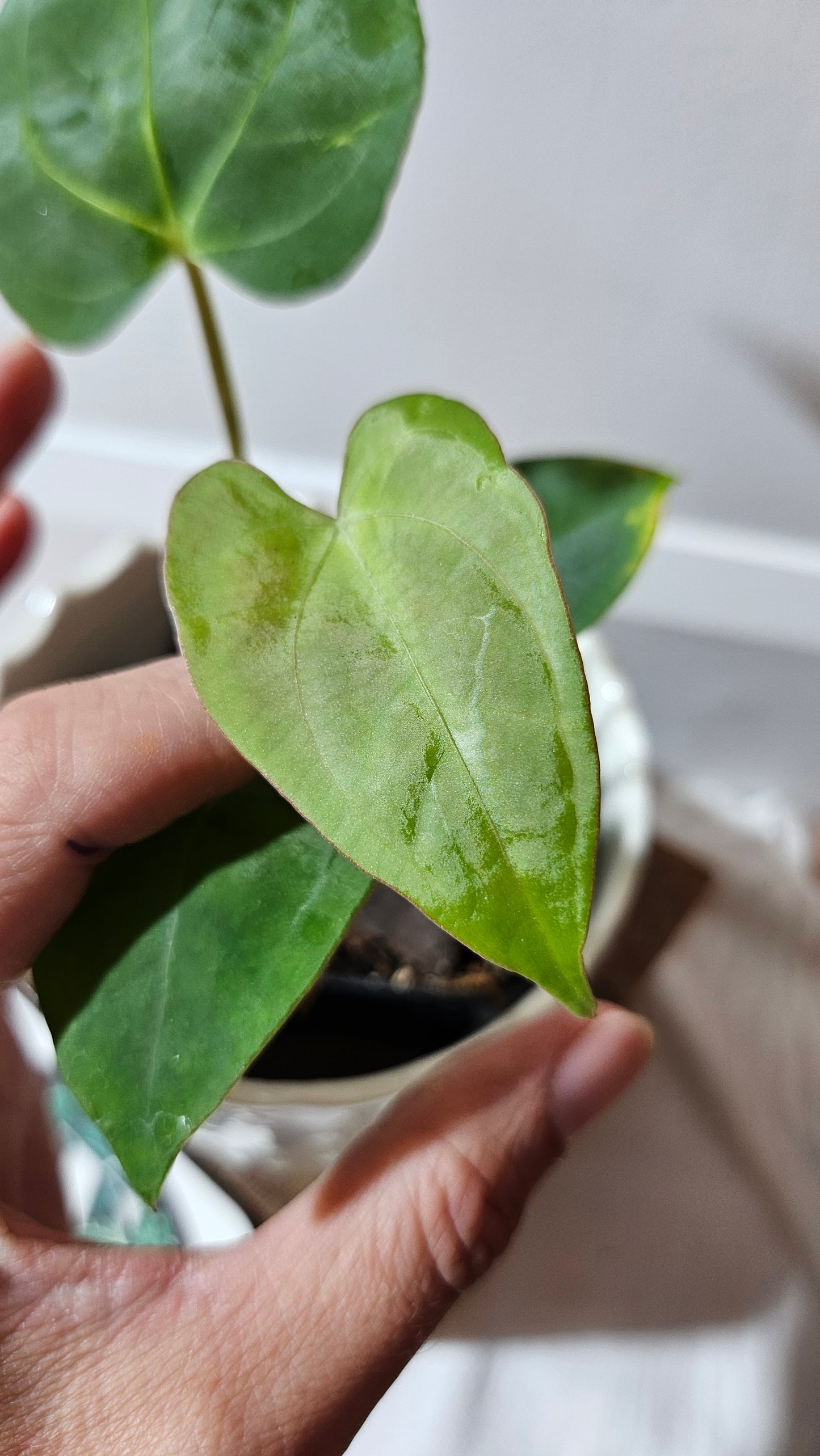Anthurium Papillilaminum Legend X Dark Phoenix "format PETIT" (ANT-511)