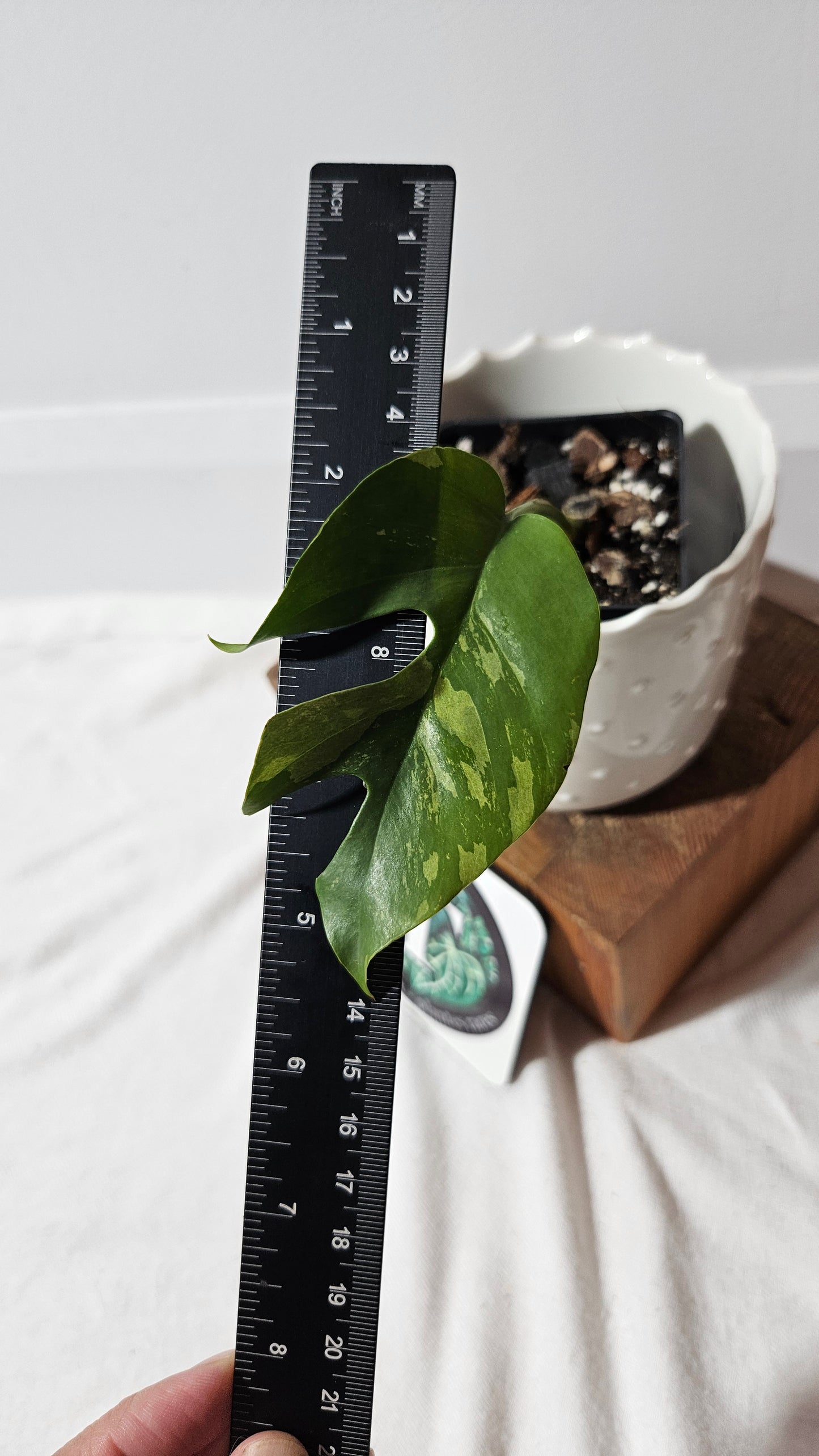 Rhaphidophora Tetrasperma Variegata (AUT-071)