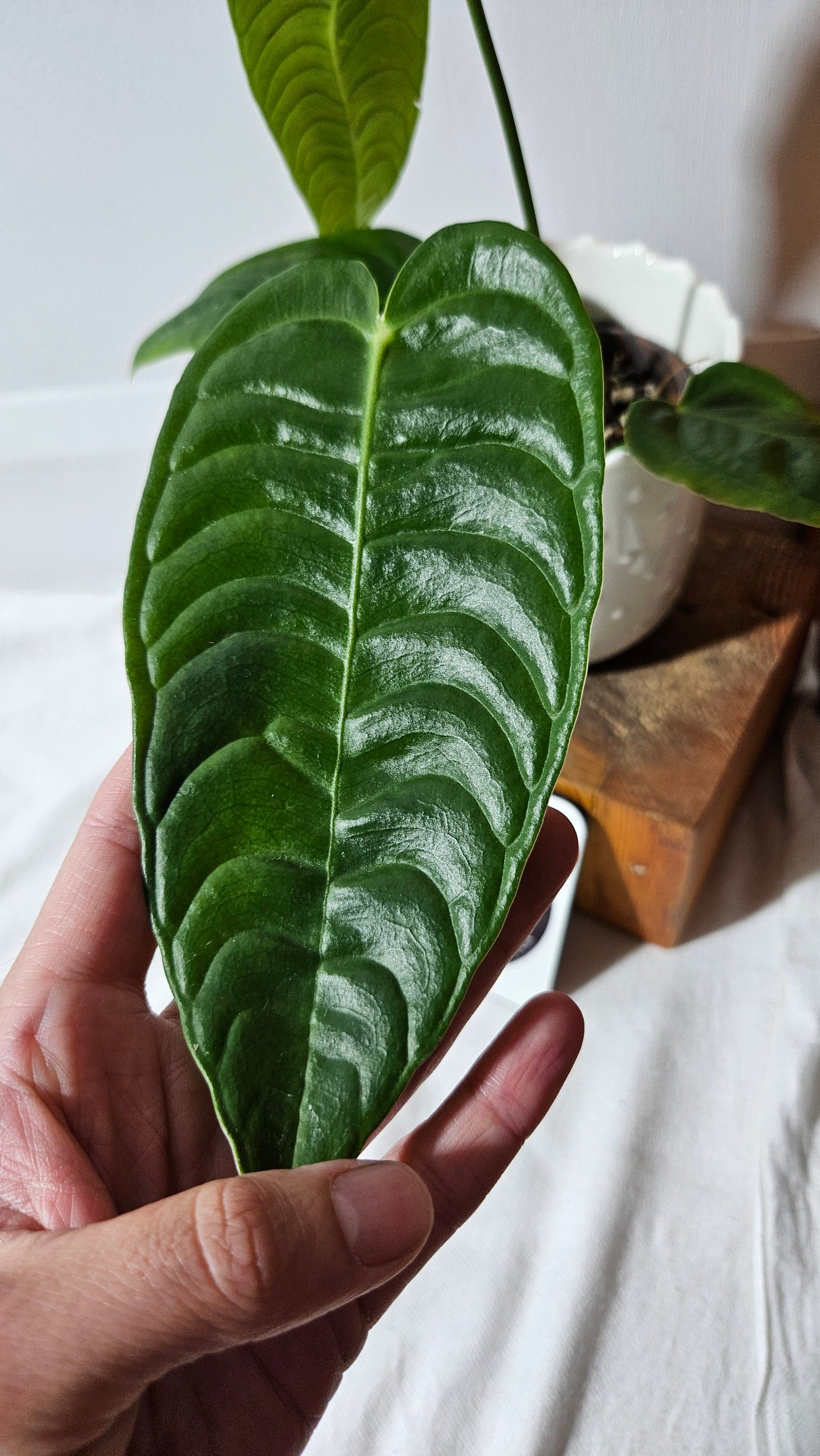 Anthurium Veitchii Super Narrow "format MOYEN" (ANT-425)