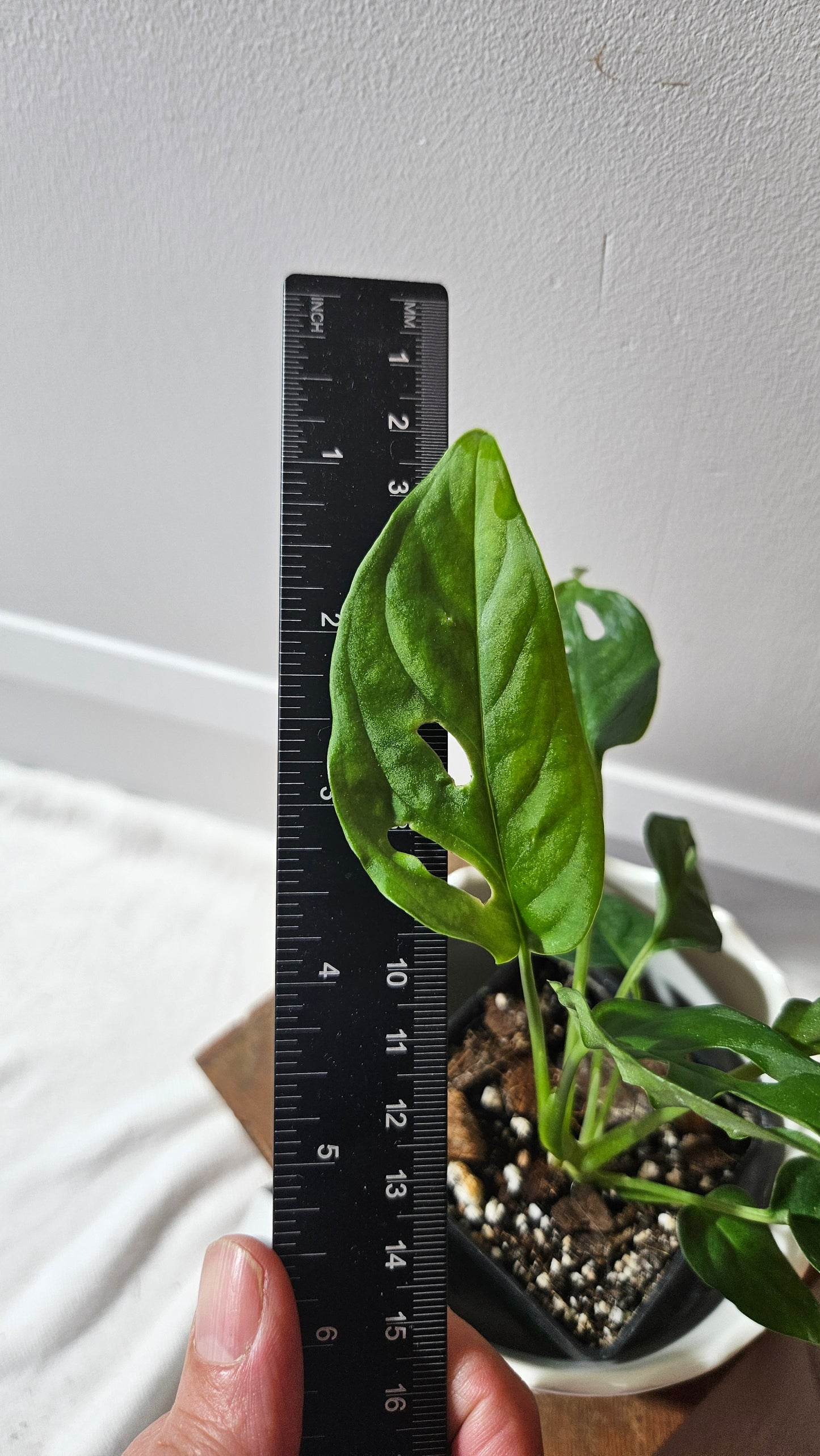 Monstera Obliqua Aff Cenepa (MON-430)