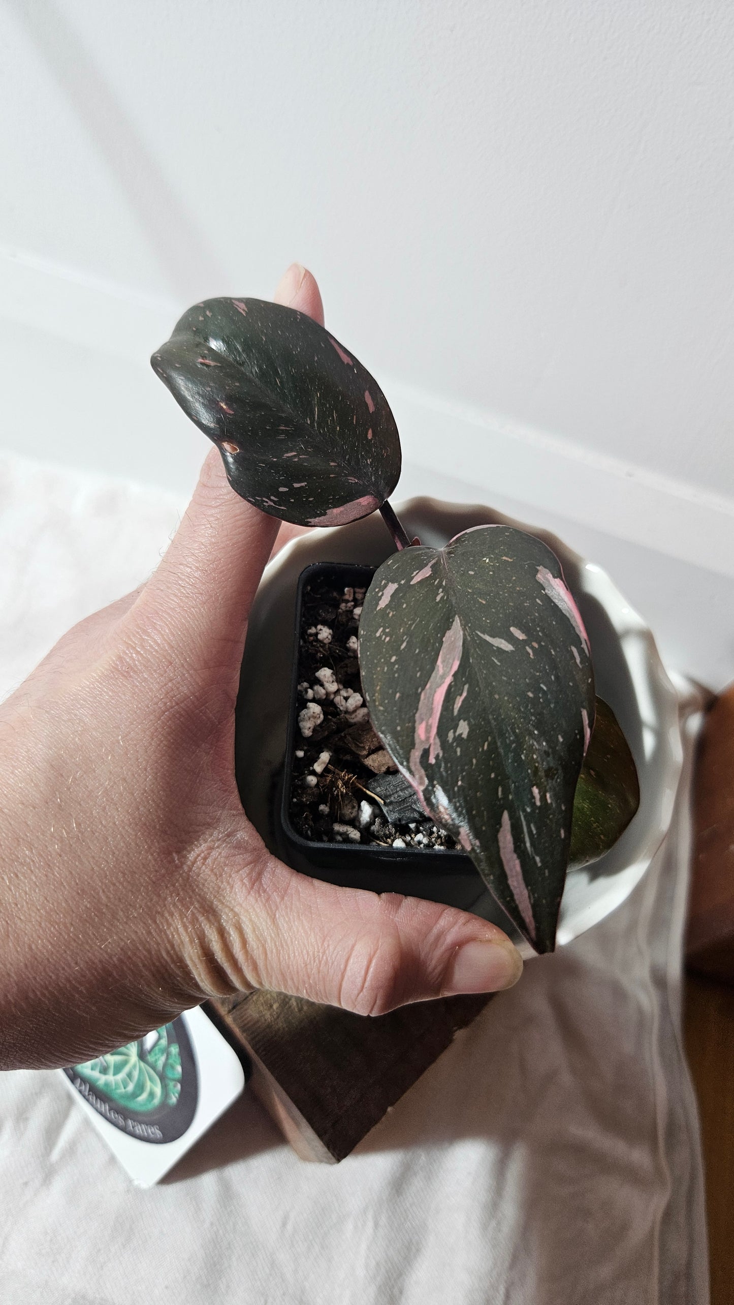 Philodendron Black Cherry (PHI-799)