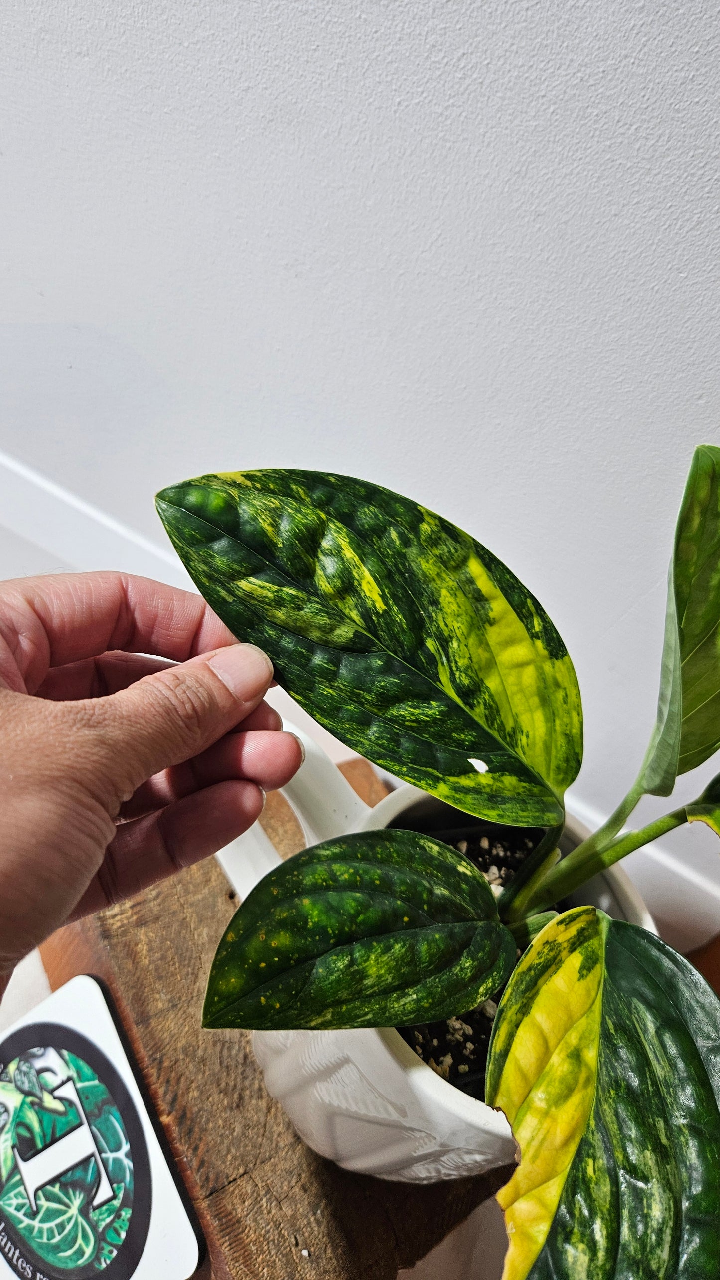Monstera Karstenianum/Peru Variegata (MON-464)