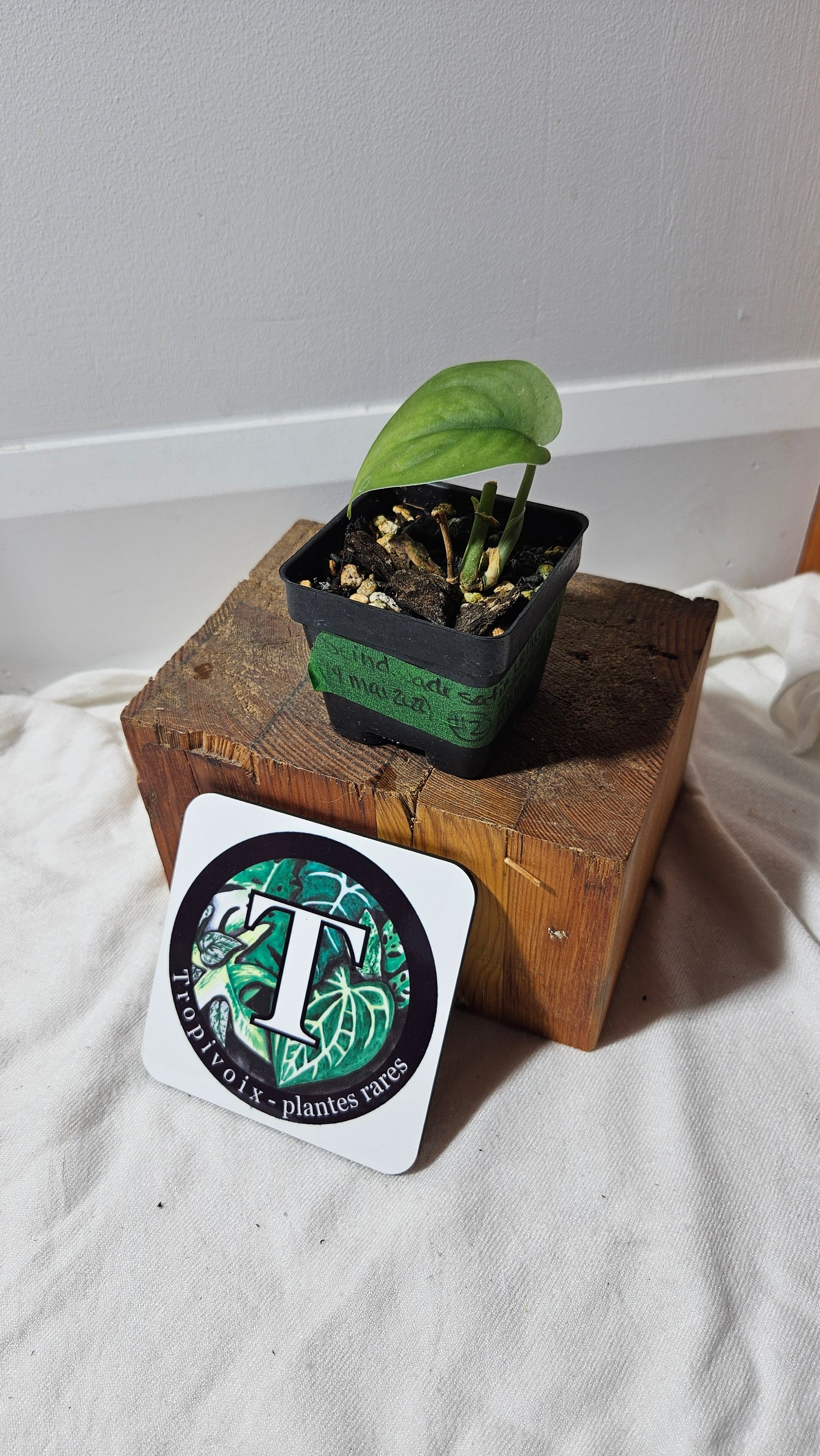 "FREEBIE 238" (with purchase of $30 before taxes) Scindapsus Jade Satin Aurea possibly REVERT