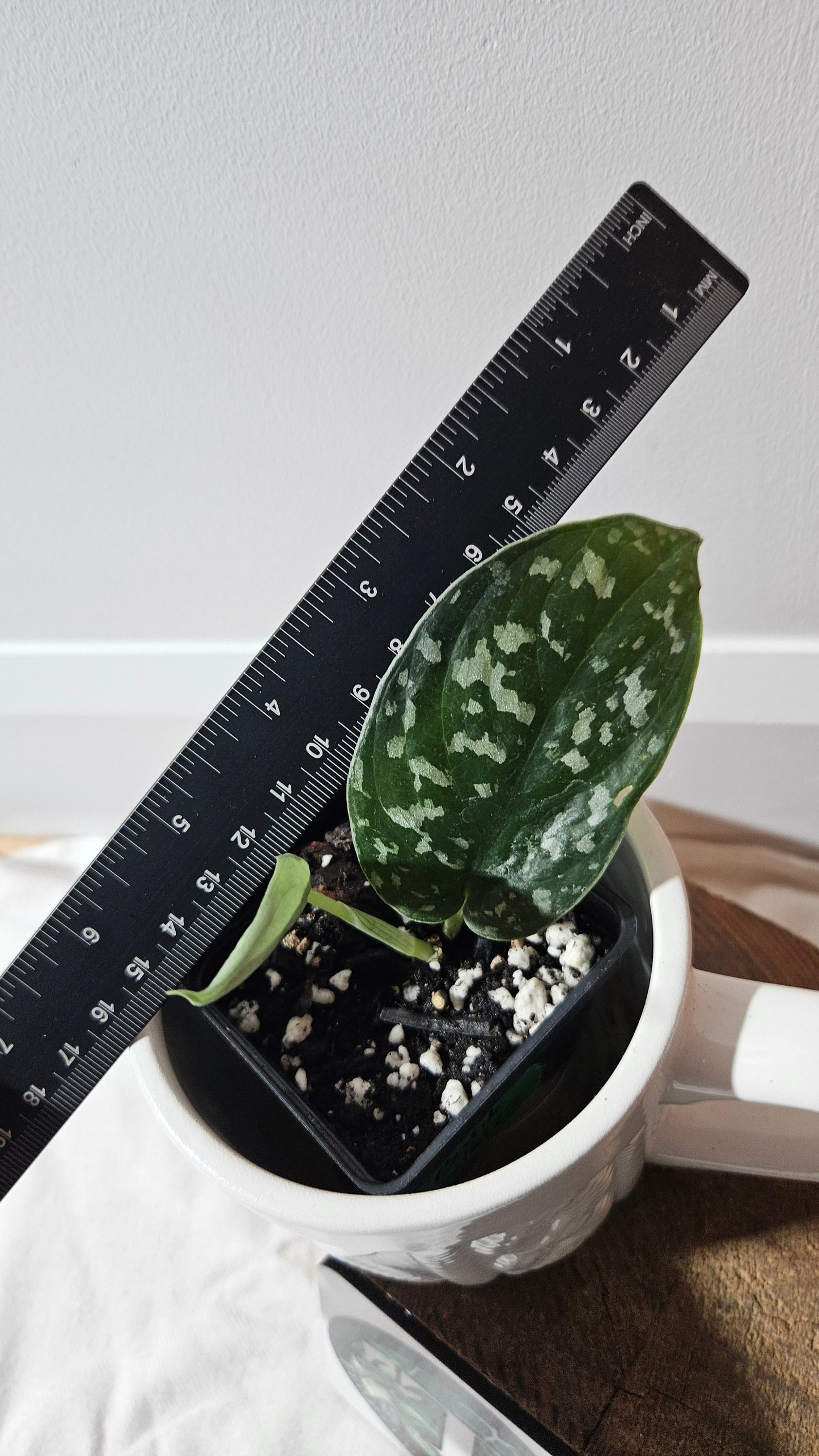 Scindapsus Exotica Batik (SCI-1286)