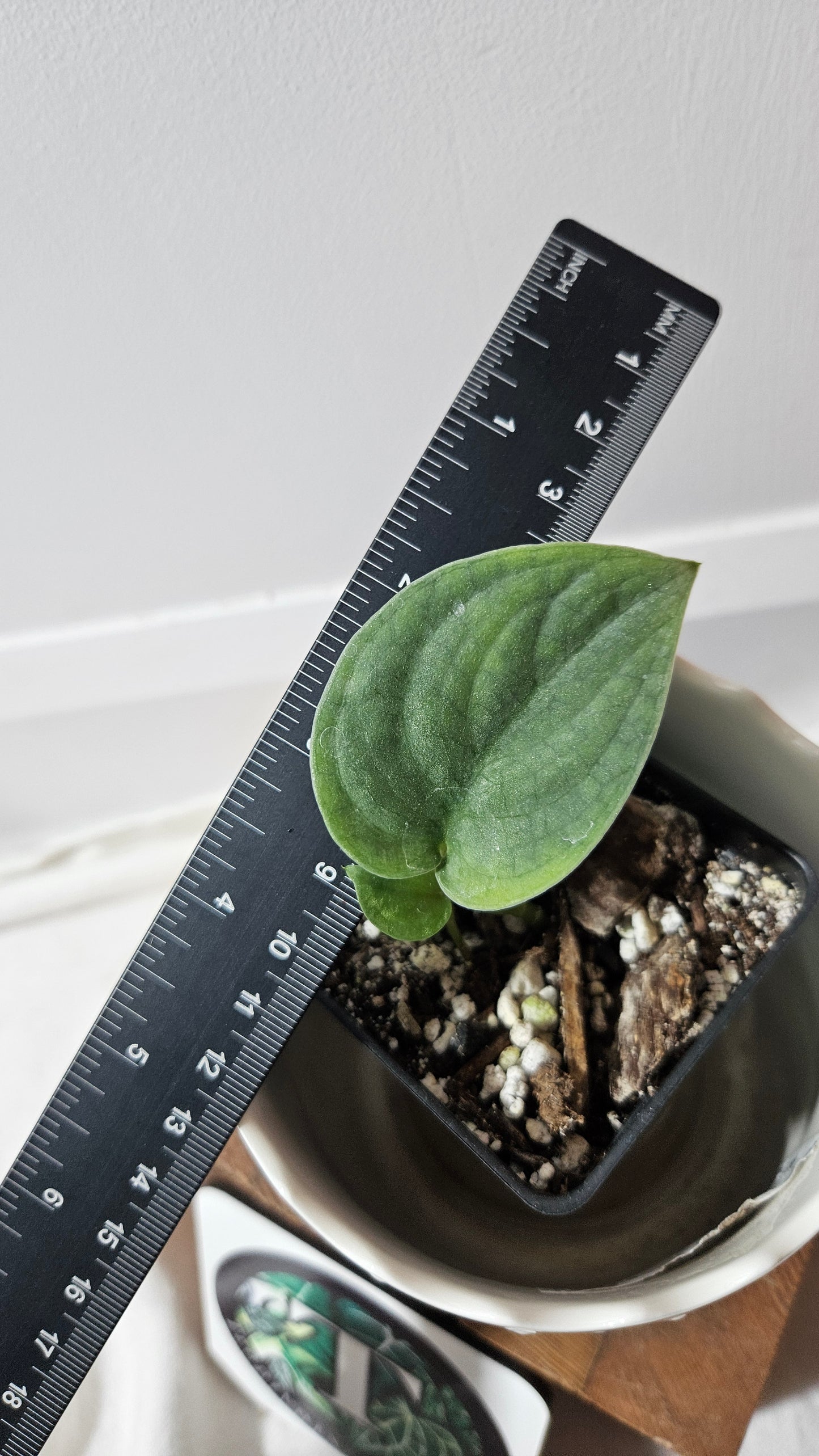 Scindapsus Silver Dragon (SCI-778)