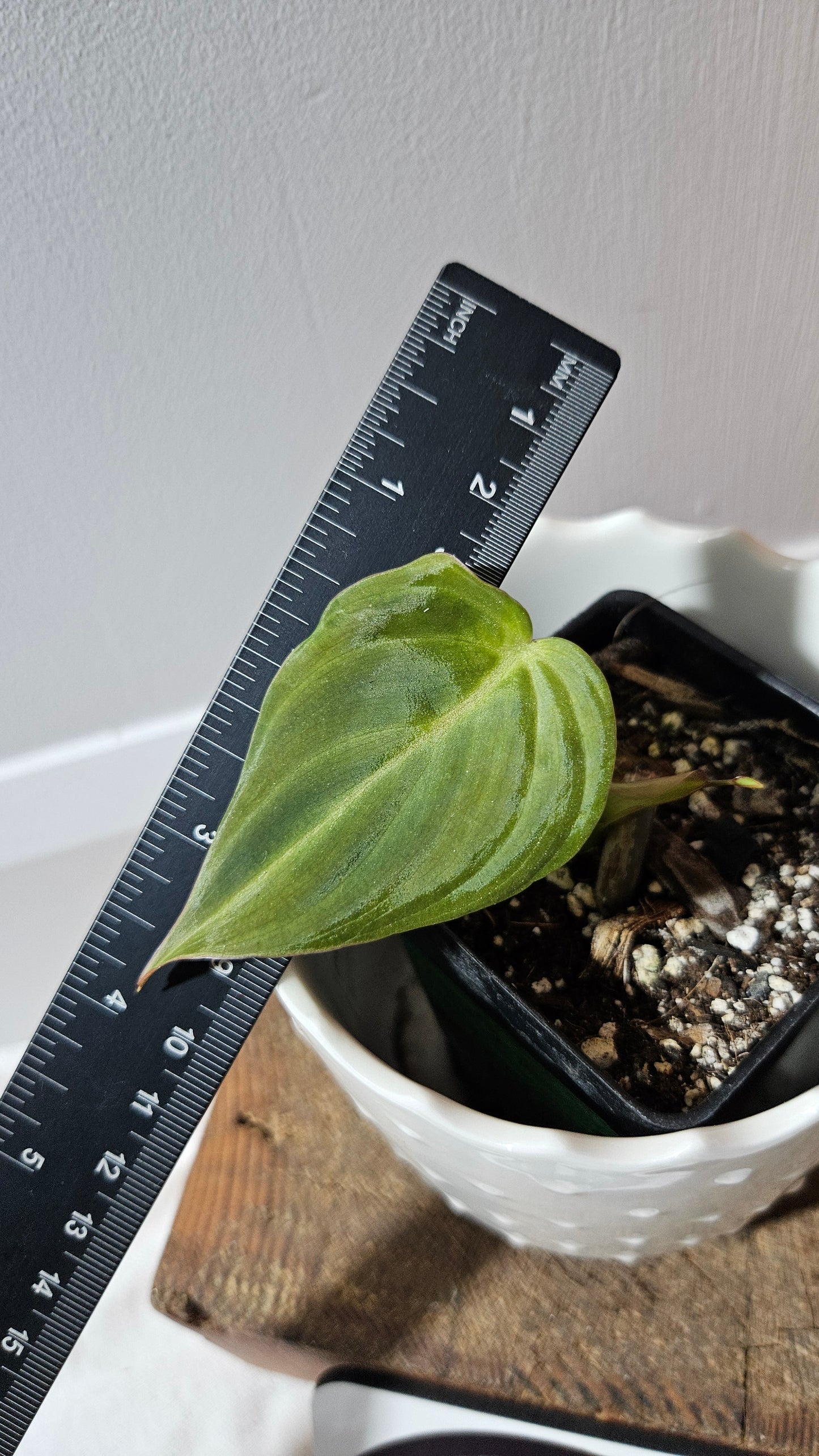 Philodendron Glorious (PHI-150)