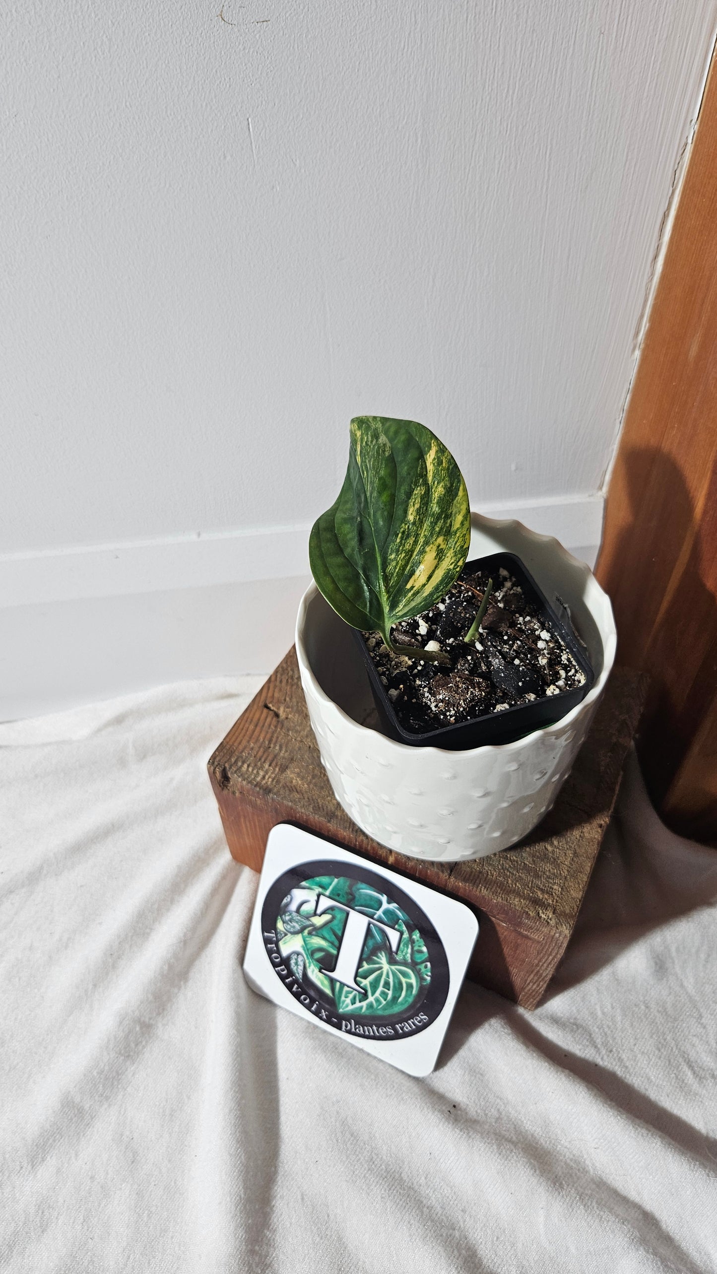 Monstera Karstenianum/Peru Variegata (MON-401)