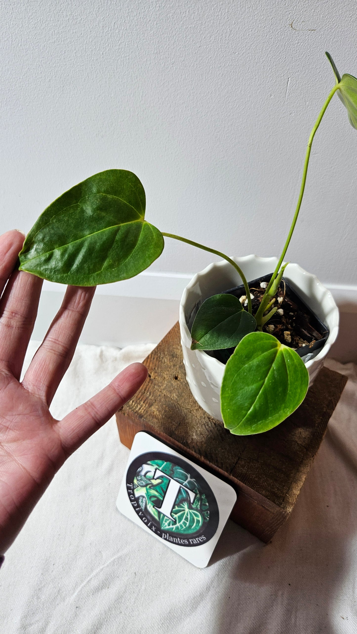 Anthurium Esmeraldense x Veitchii "format PETIT" (ANT-483)