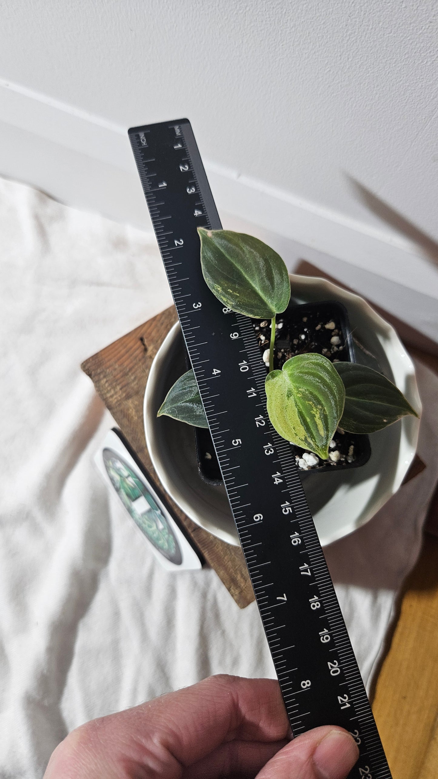 Philodendron Melanochrysum Variegata (PHI-767)