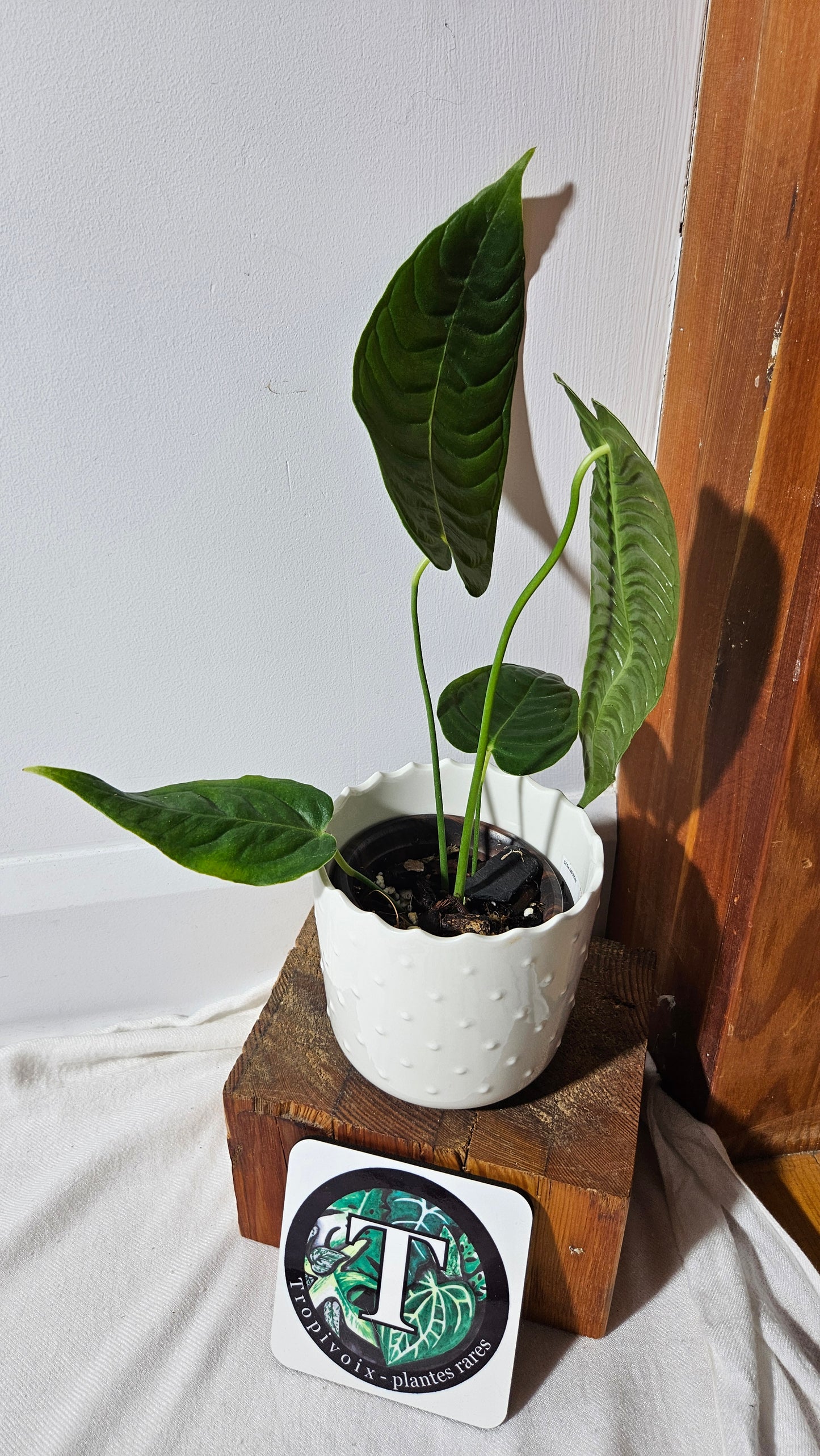 Anthurium Veitchii Super Narrow "format MOYEN" (ANT-425)