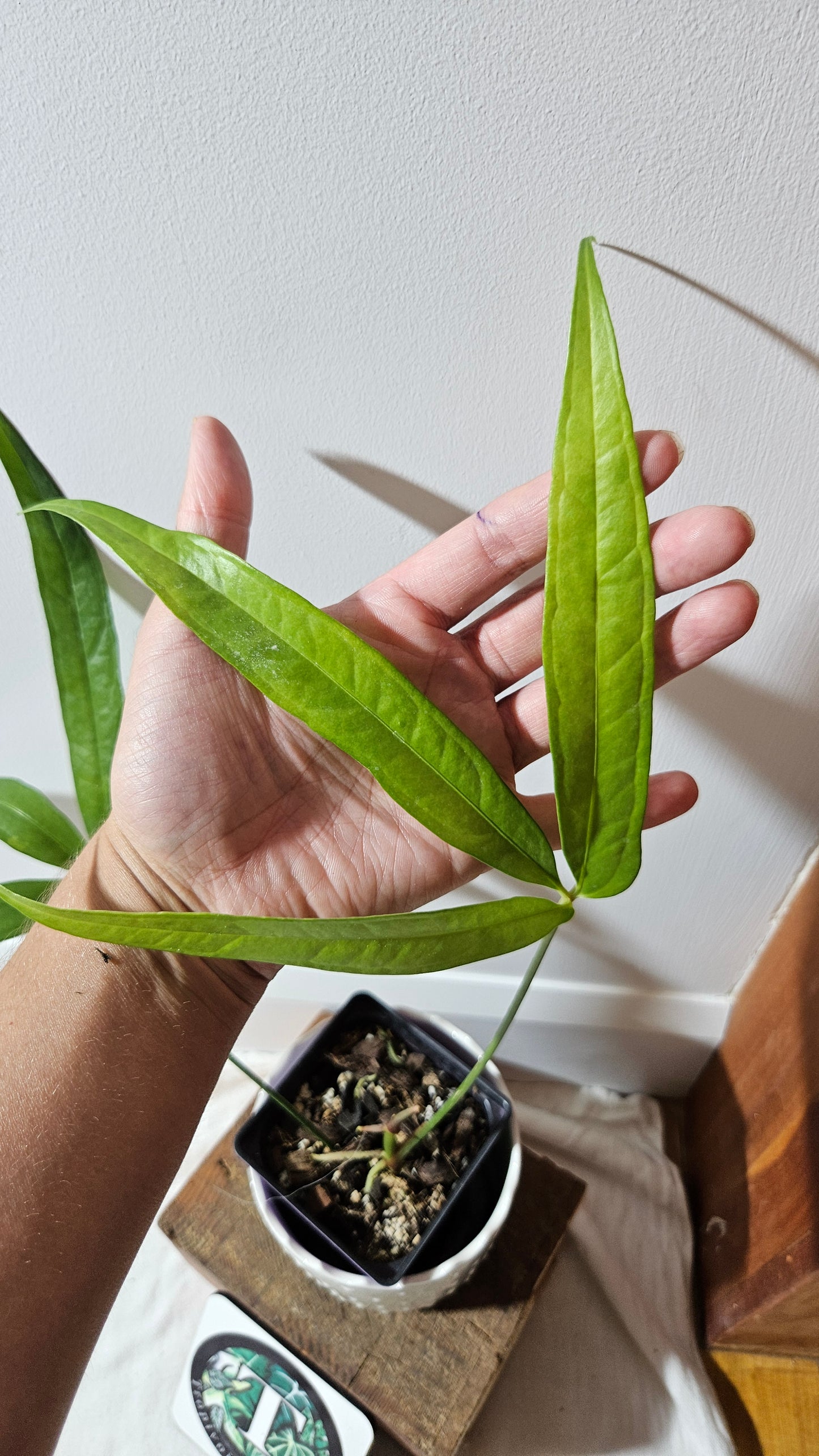 Anthurium Polydactylum "MEDIUM format" (ANT-127)
