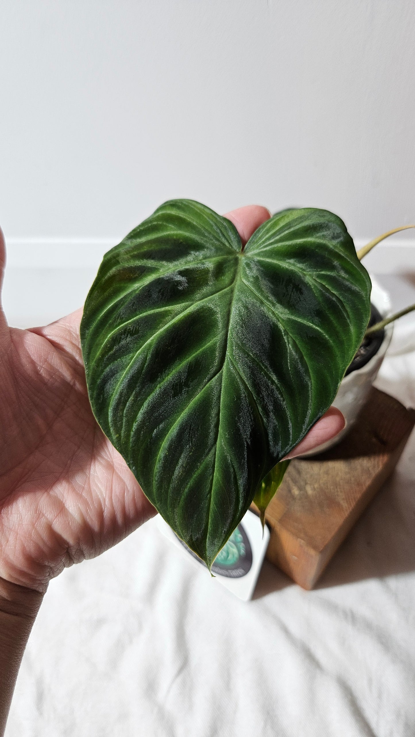 Philodendron Verrucosum Glow (PHI-809)