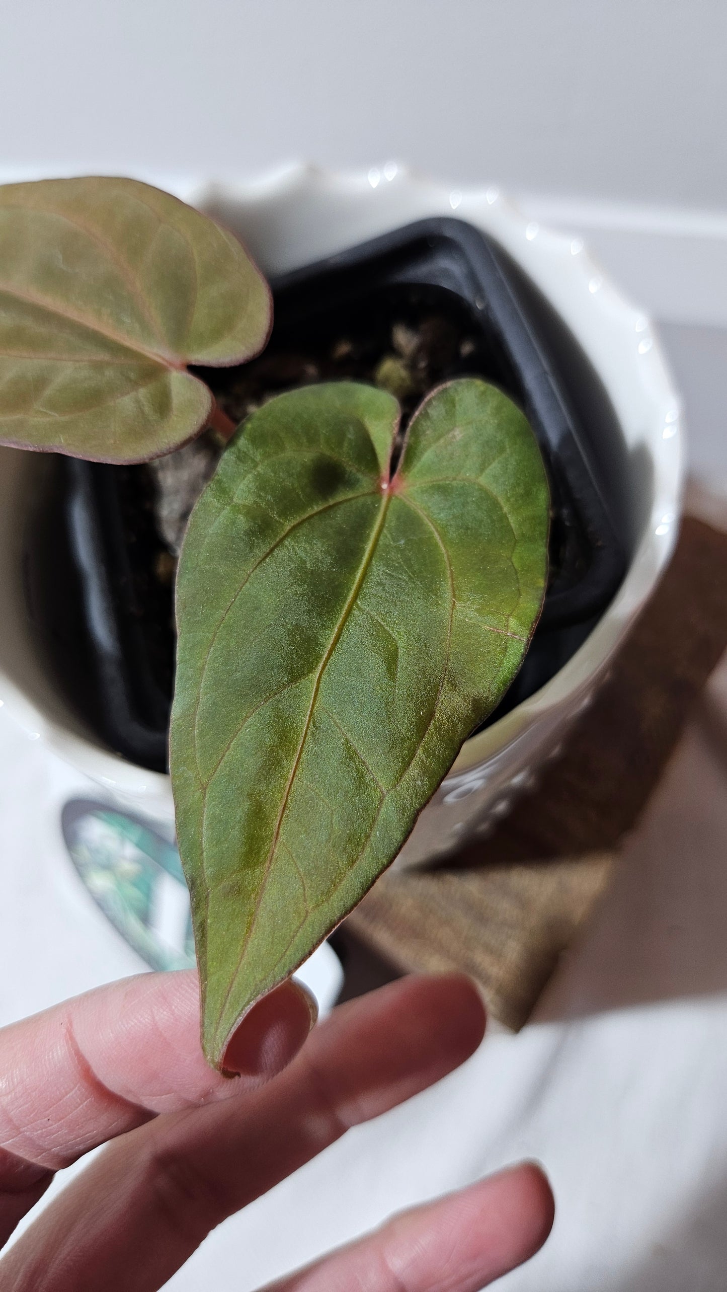 Anthurium Dressleri Pink "format PETIT" (ANT-217)