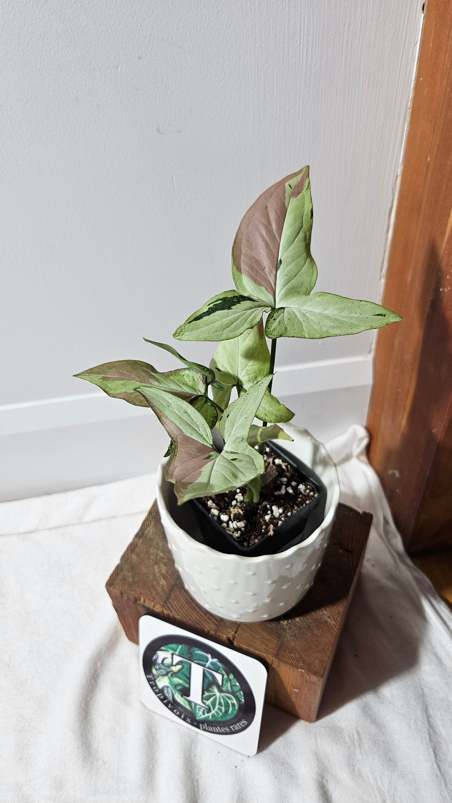 Syngonium Red Spot Starlight (SYN-435)