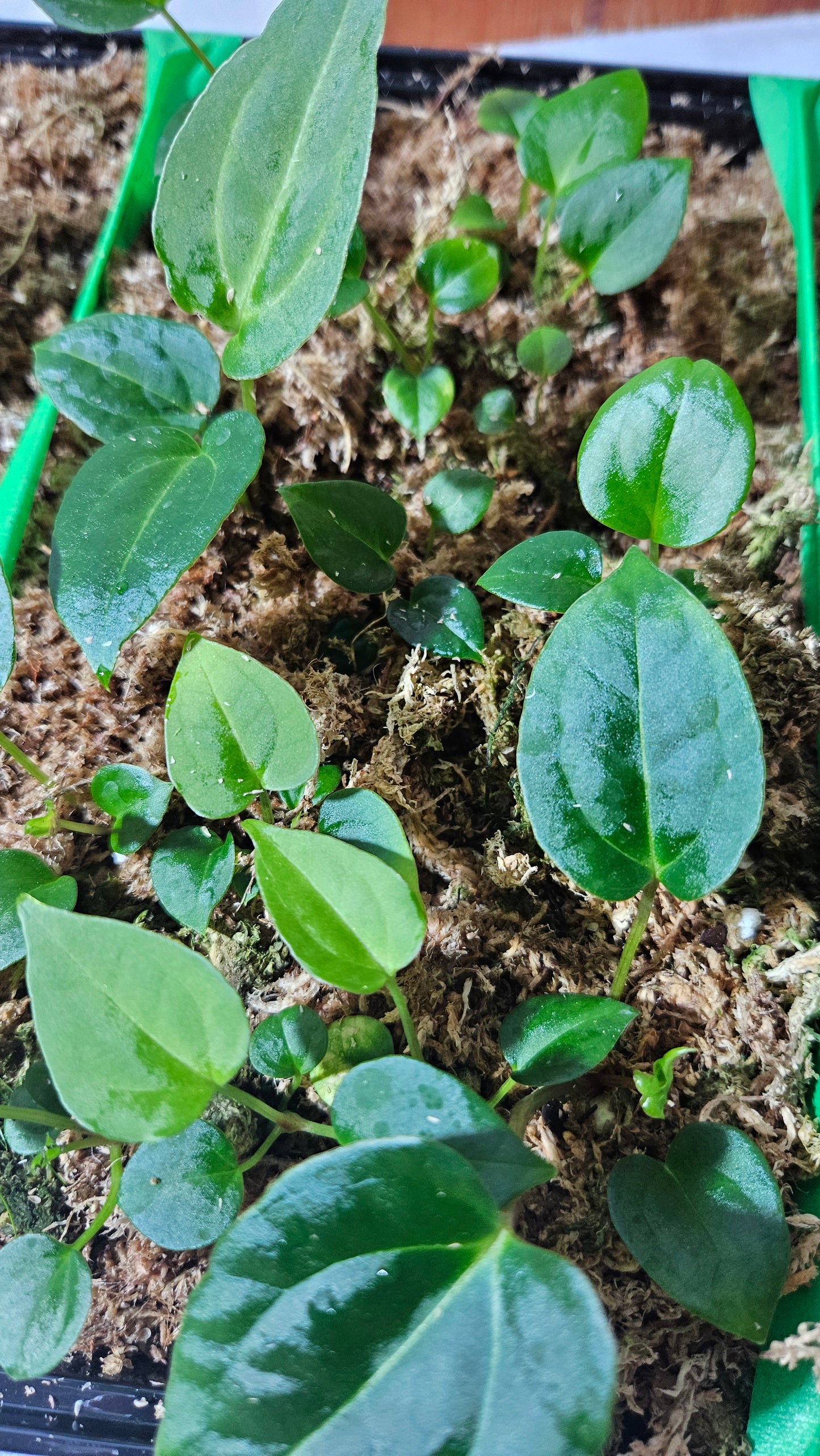 Anthurium Papillilaminum Red Stem X Papillilaminum Legend "format SEEDLING"