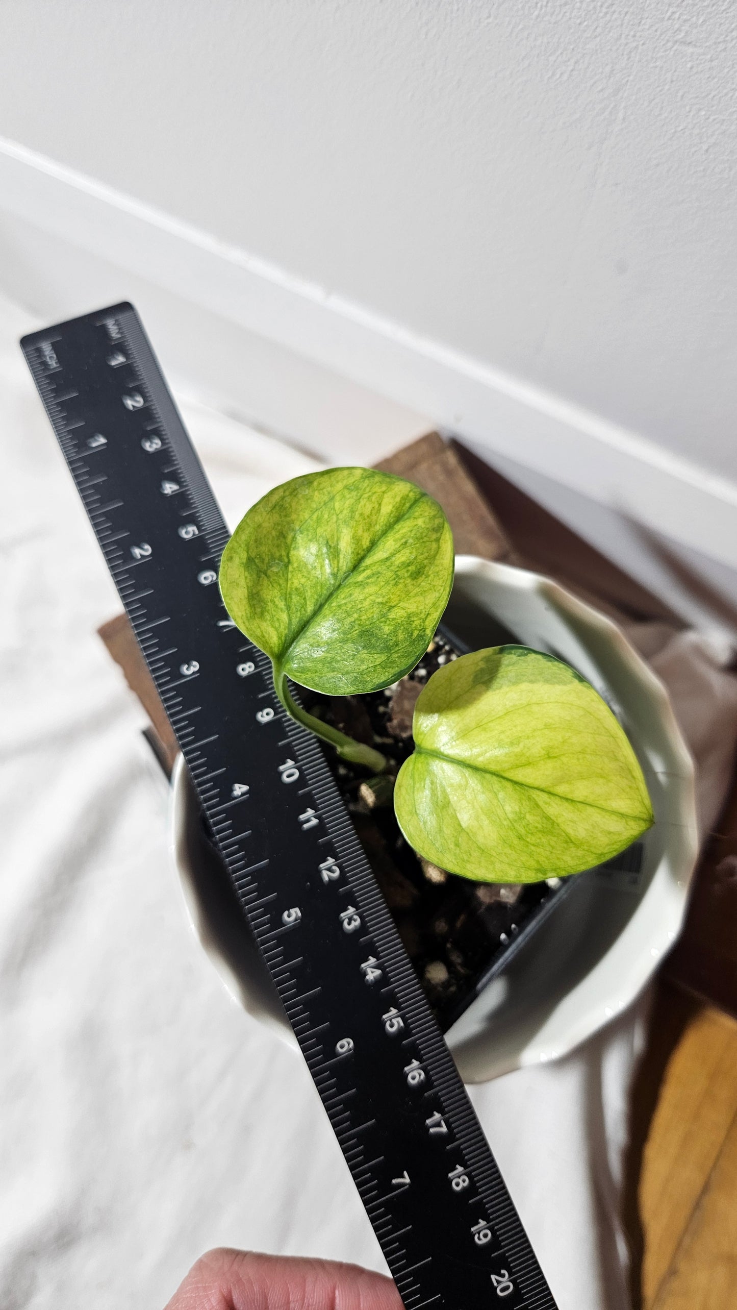 Epipremnum Aureum Manjula yellow/Olivia/Mint (EPI-204)