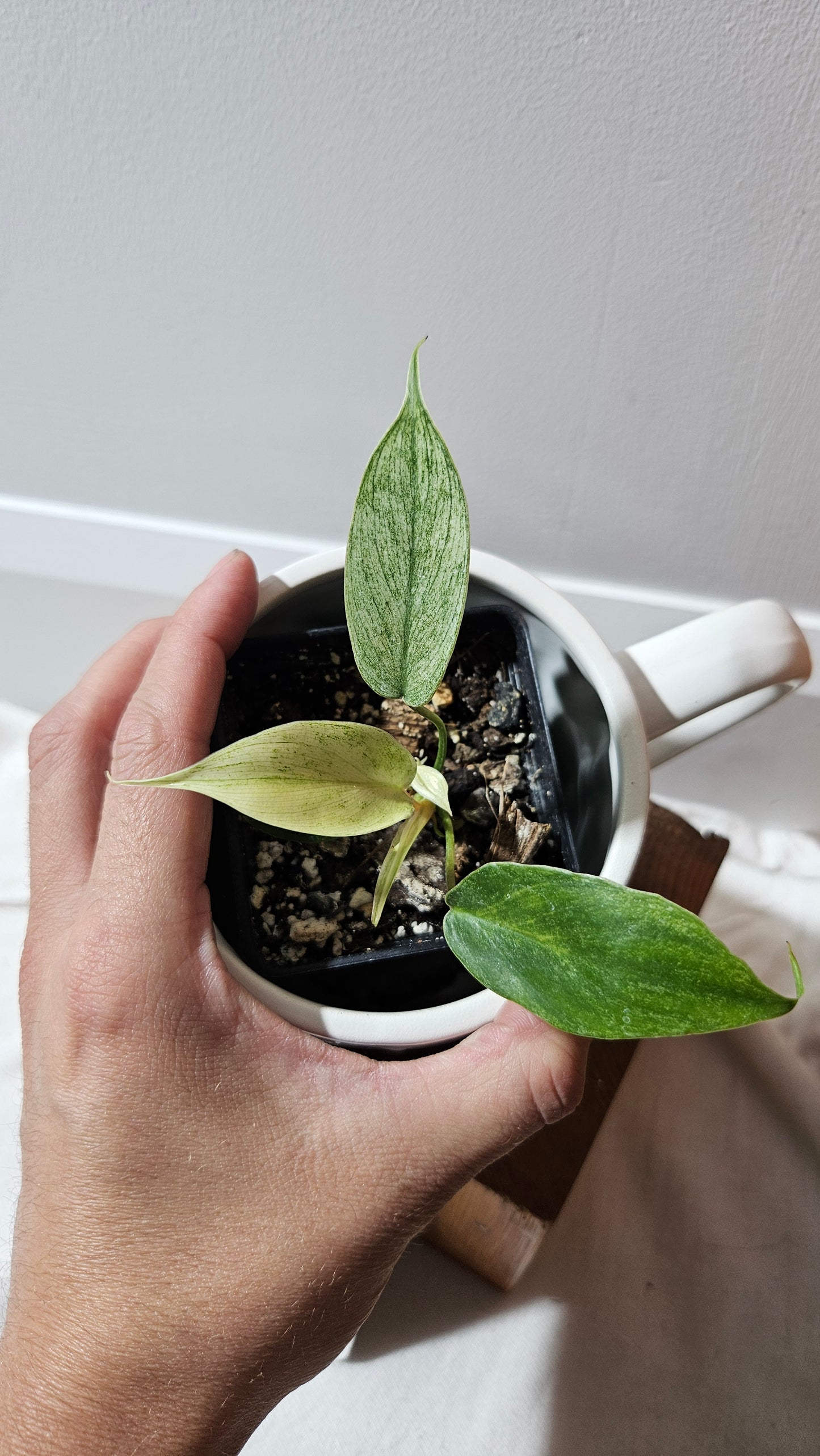 Philodendron Florida Ghost (PHI-623)