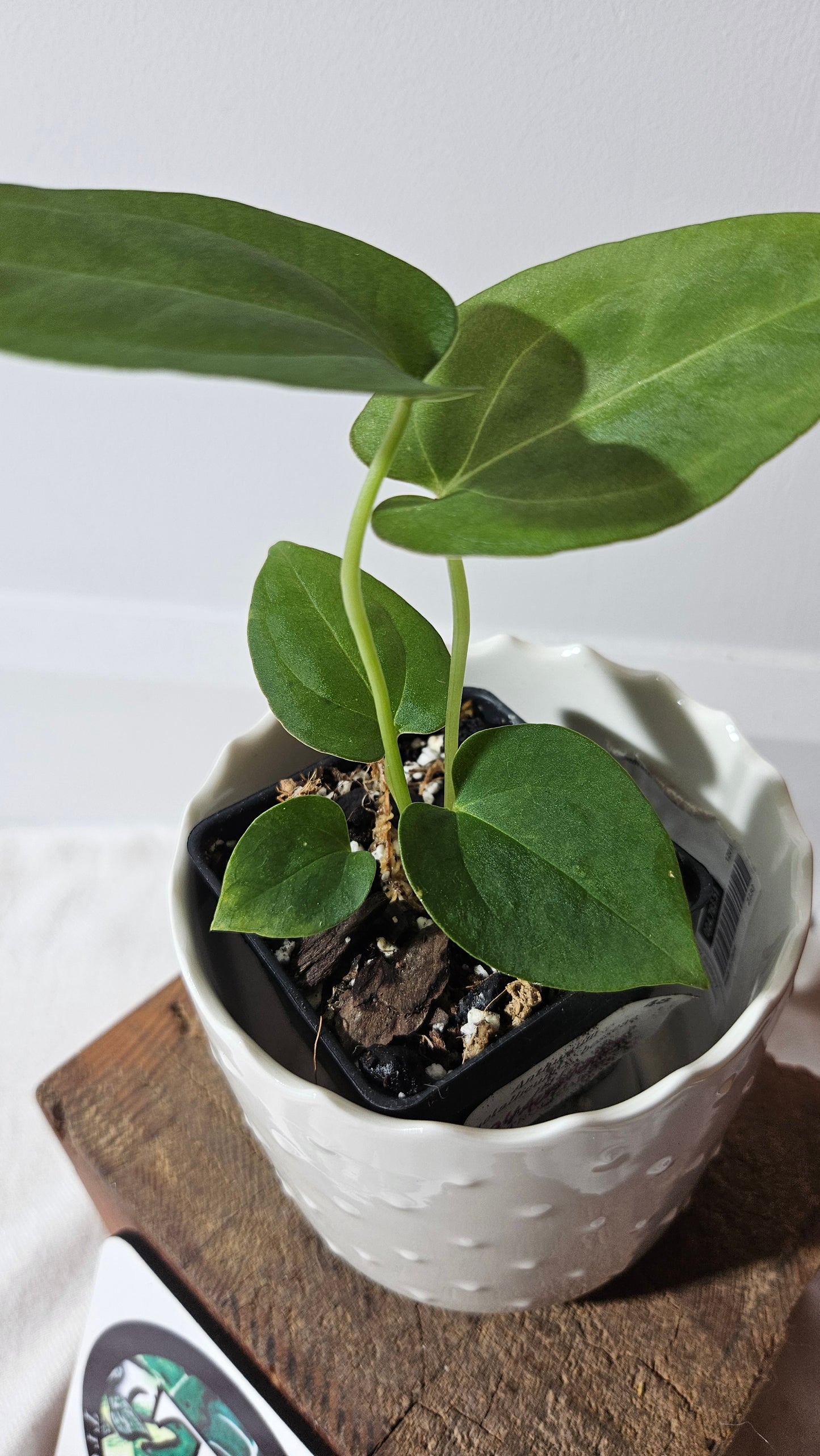 Anthurium Metallicum X Besseae "Format PETIT" (ANT-411)