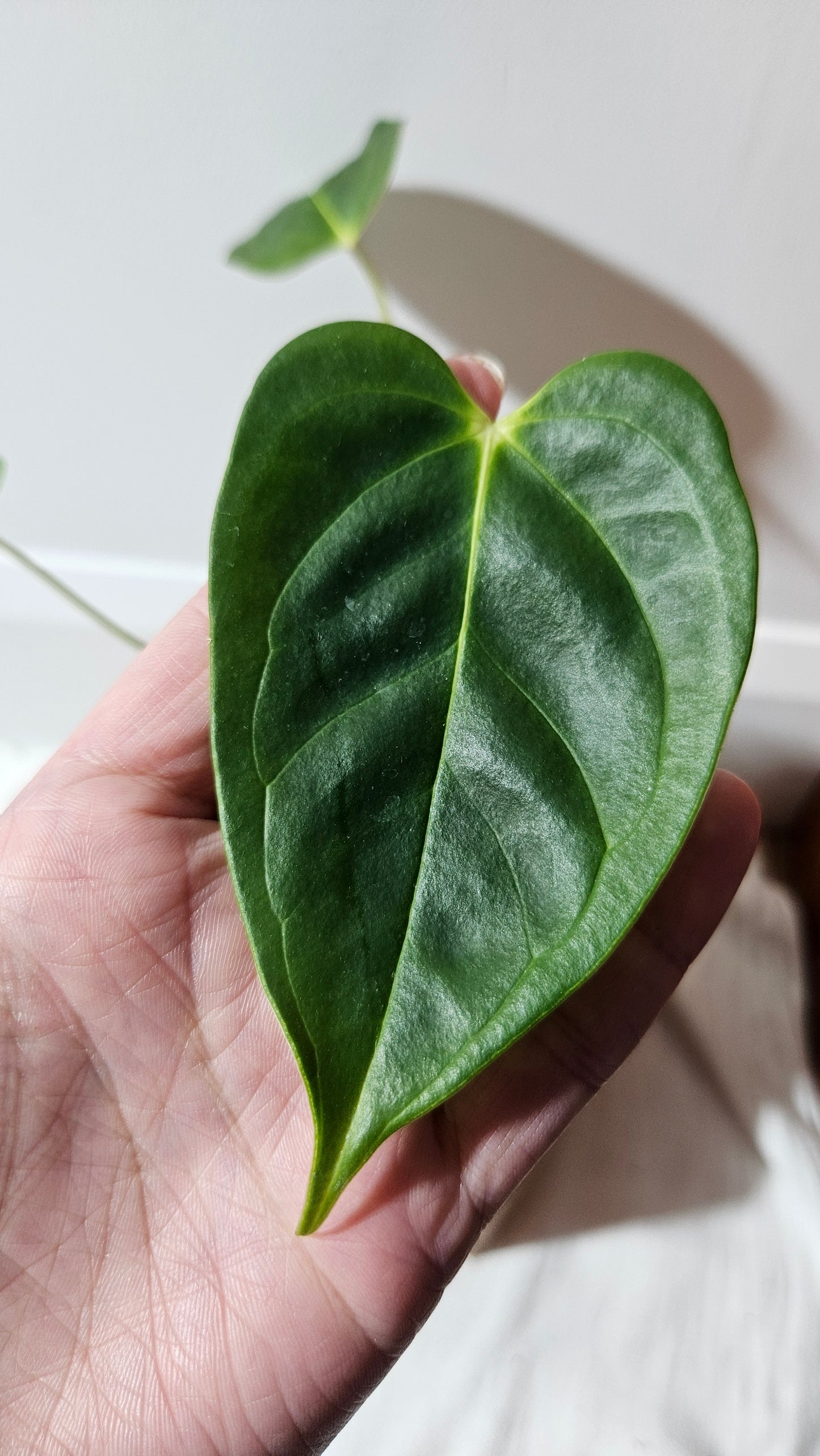 Anthurium Esmeraldense x Veitchii "format PETIT" (ANT-483)