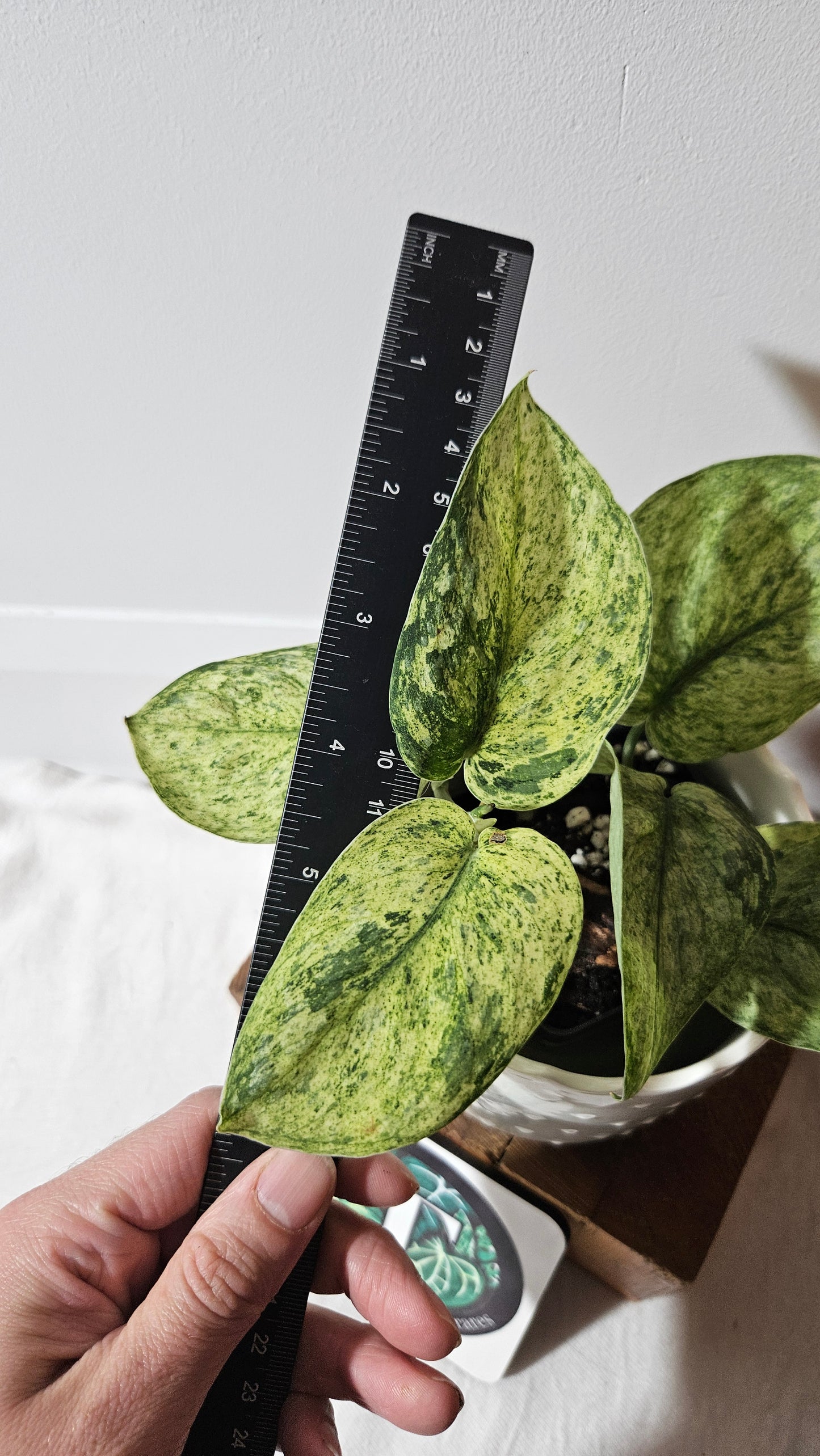 Scindapsus Silver Splash Variegata (SCI-996)