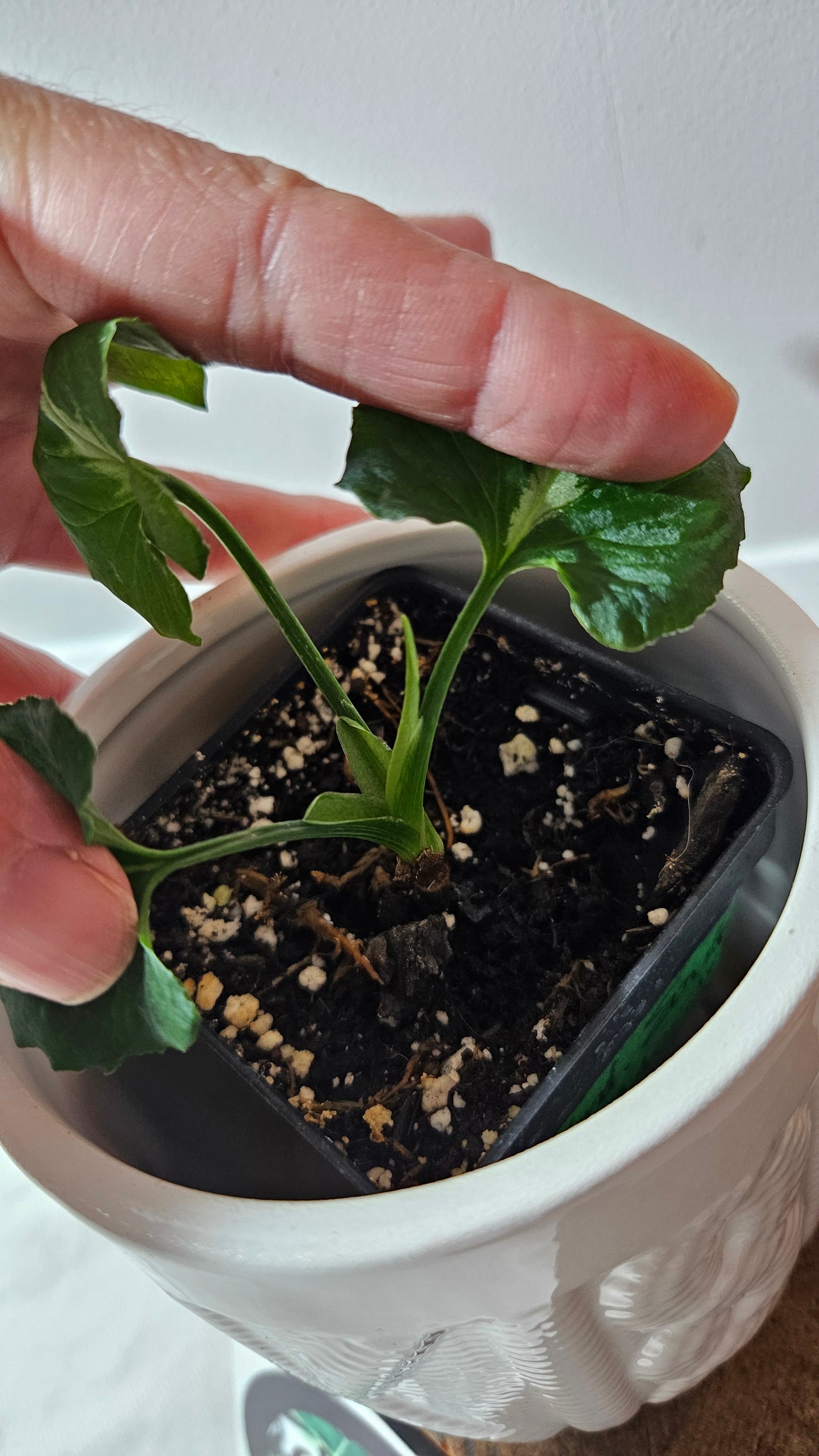Syngonium Wendlandii "Southern Star"(SYN-317)
