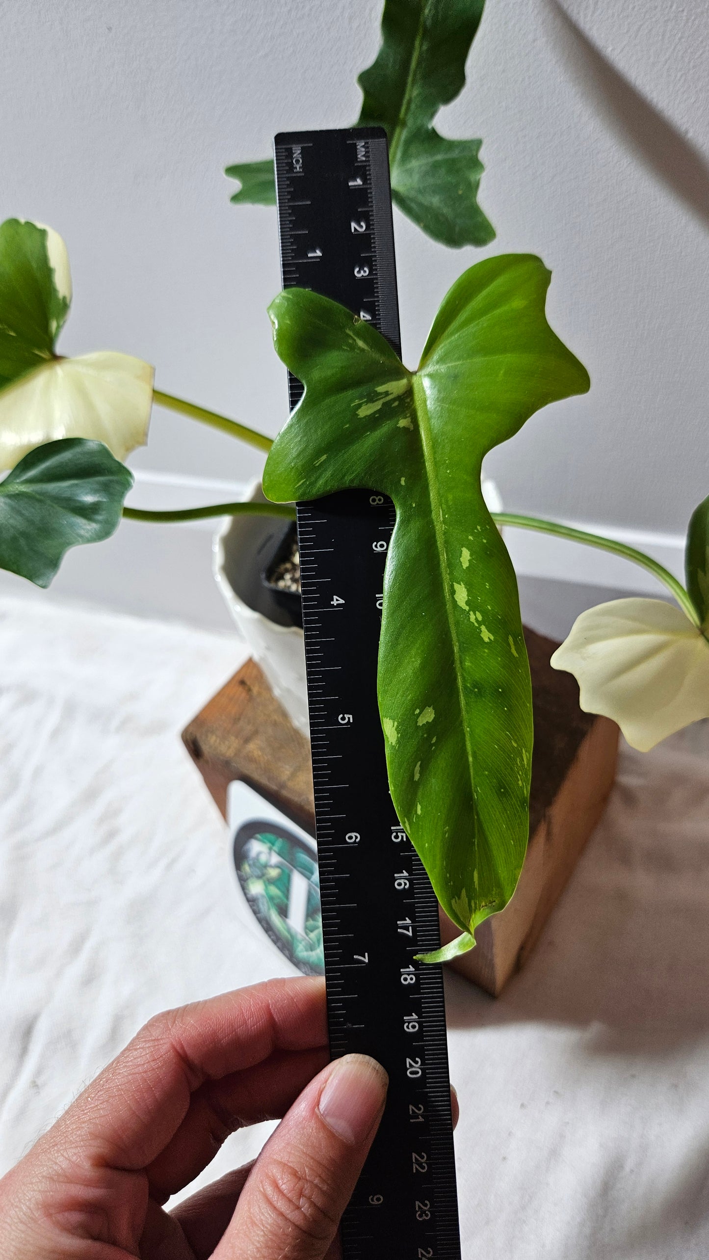 Philodendron Golden Dragon Variegata (PHI-899)