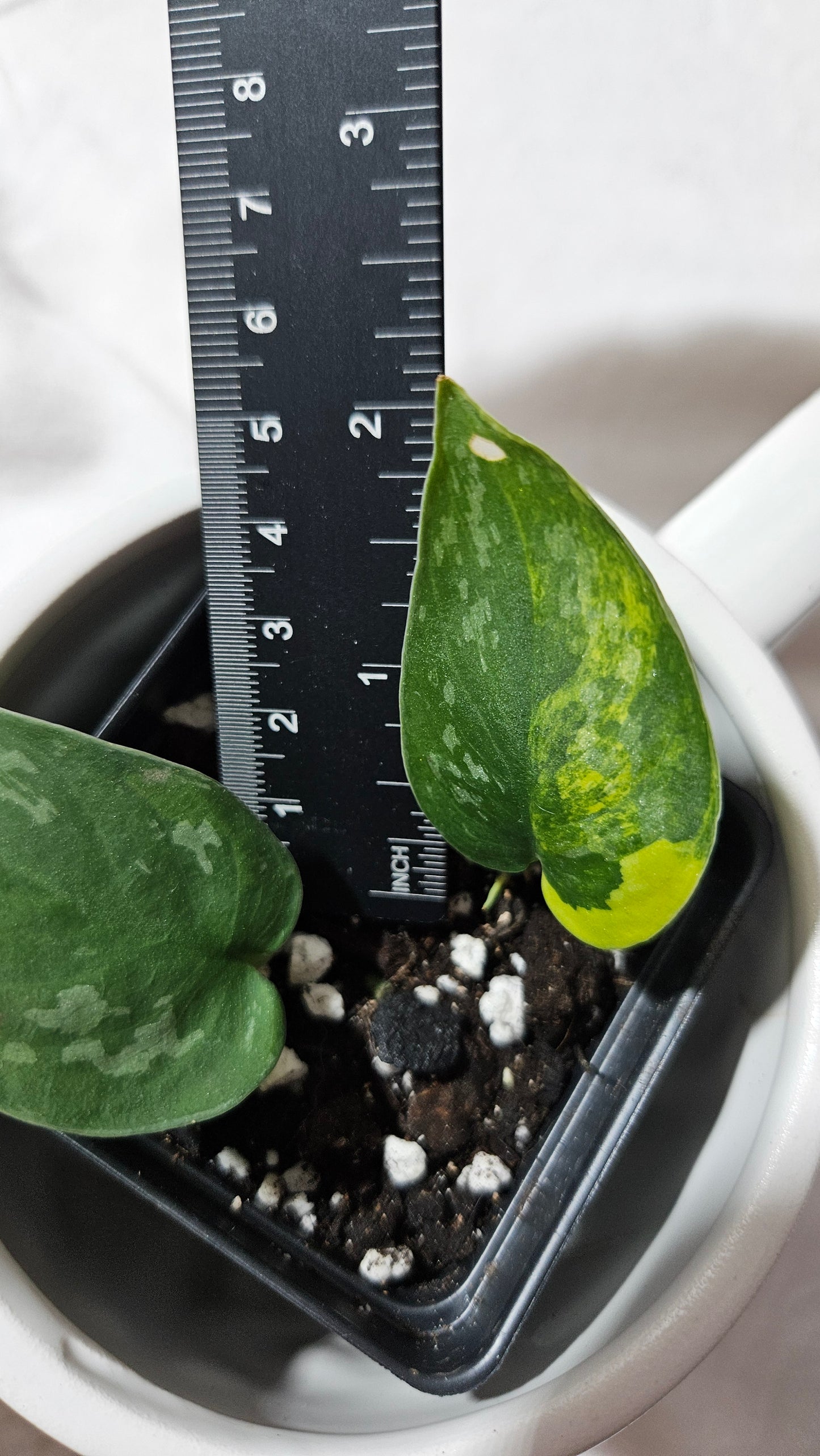 Scindapsus Swarnabhumi (SCI-1082)