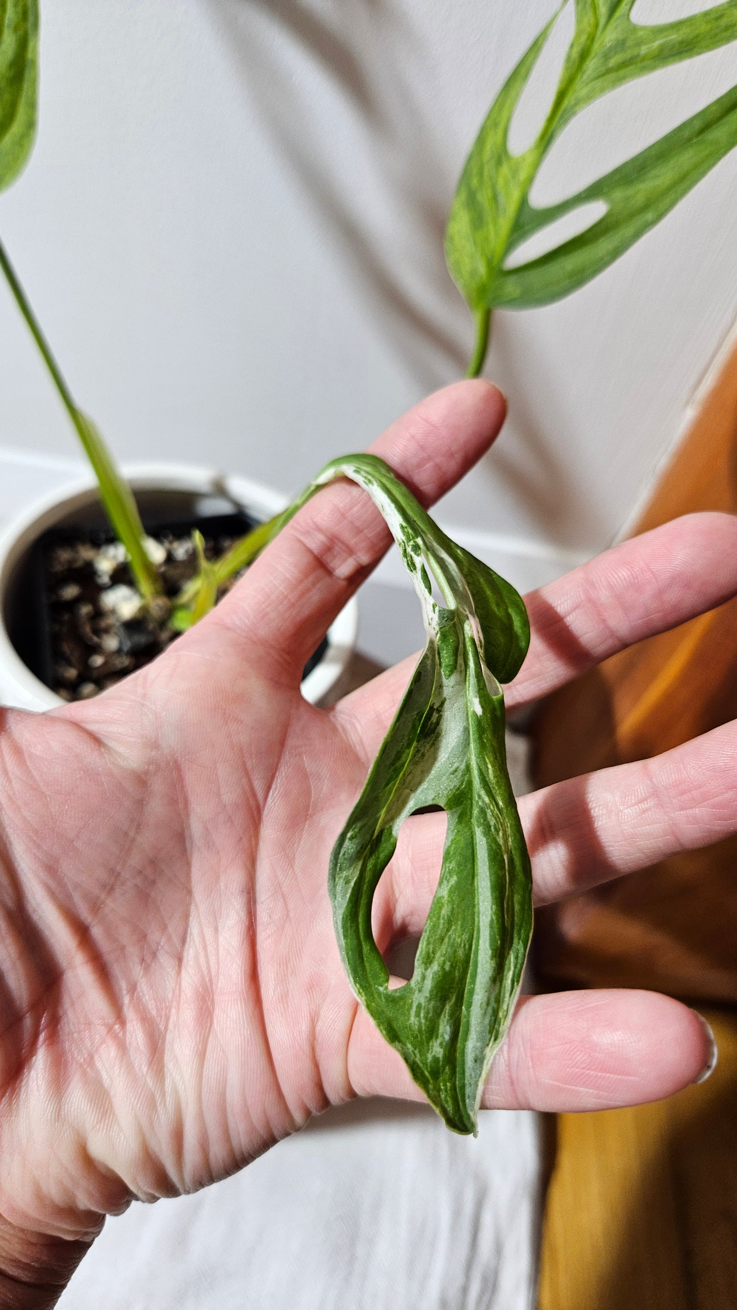 Monstera Andasonii Mint/Indo (MON-475)