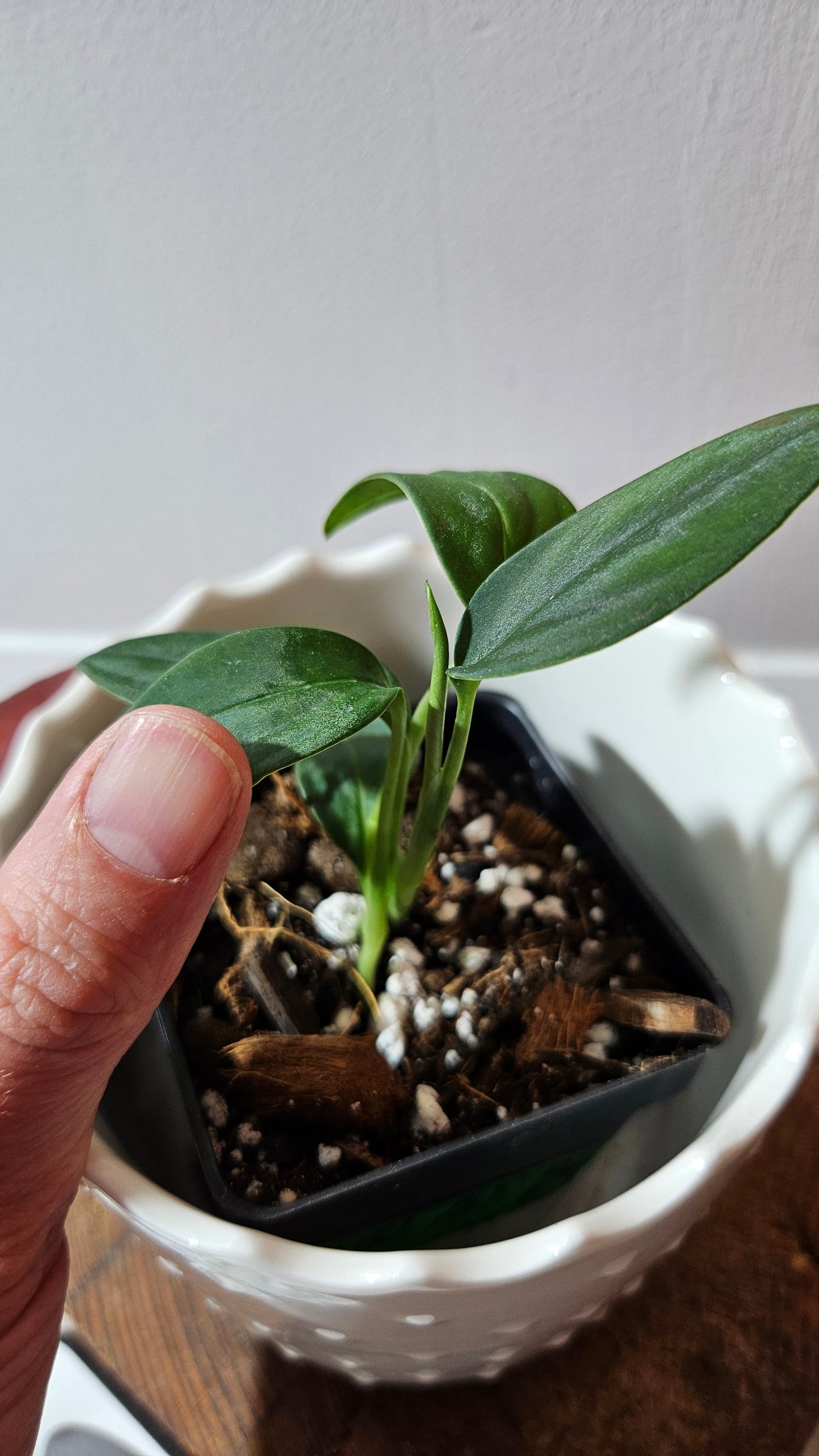 Monstera Obliqua Aff Black (MON-444)