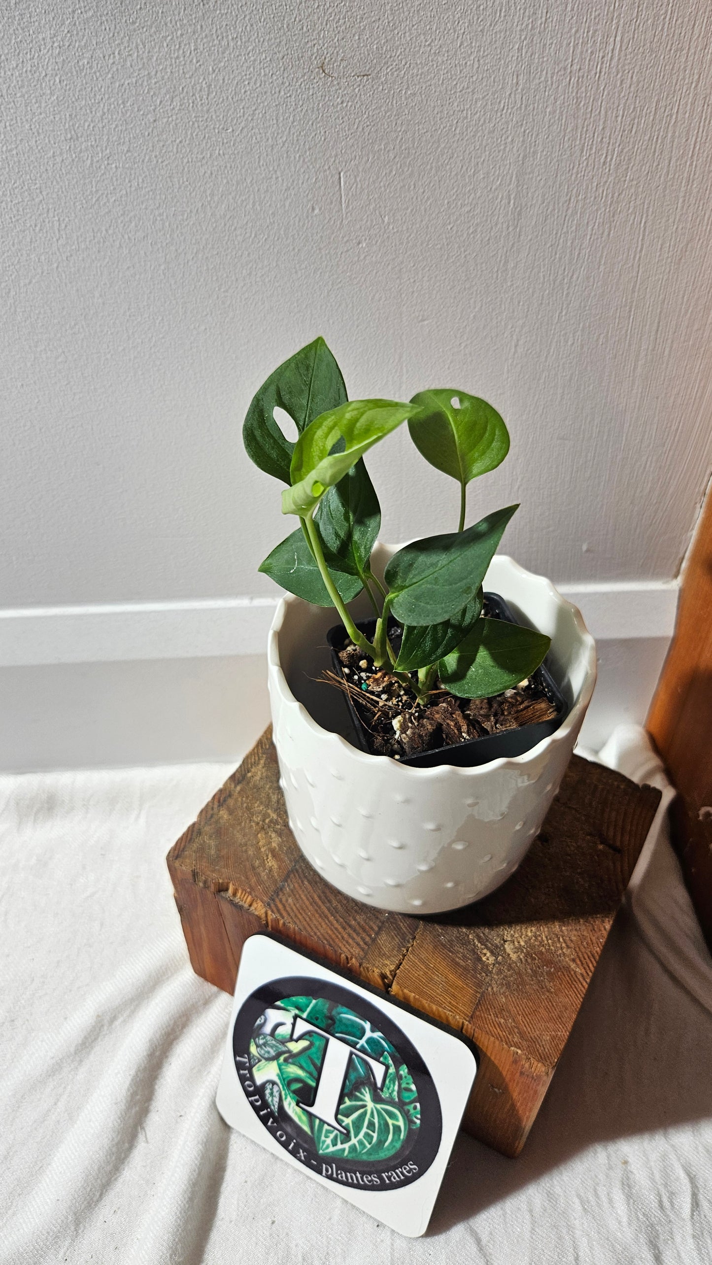 Monstera Obliqua Aff Indanza (MON-435)
