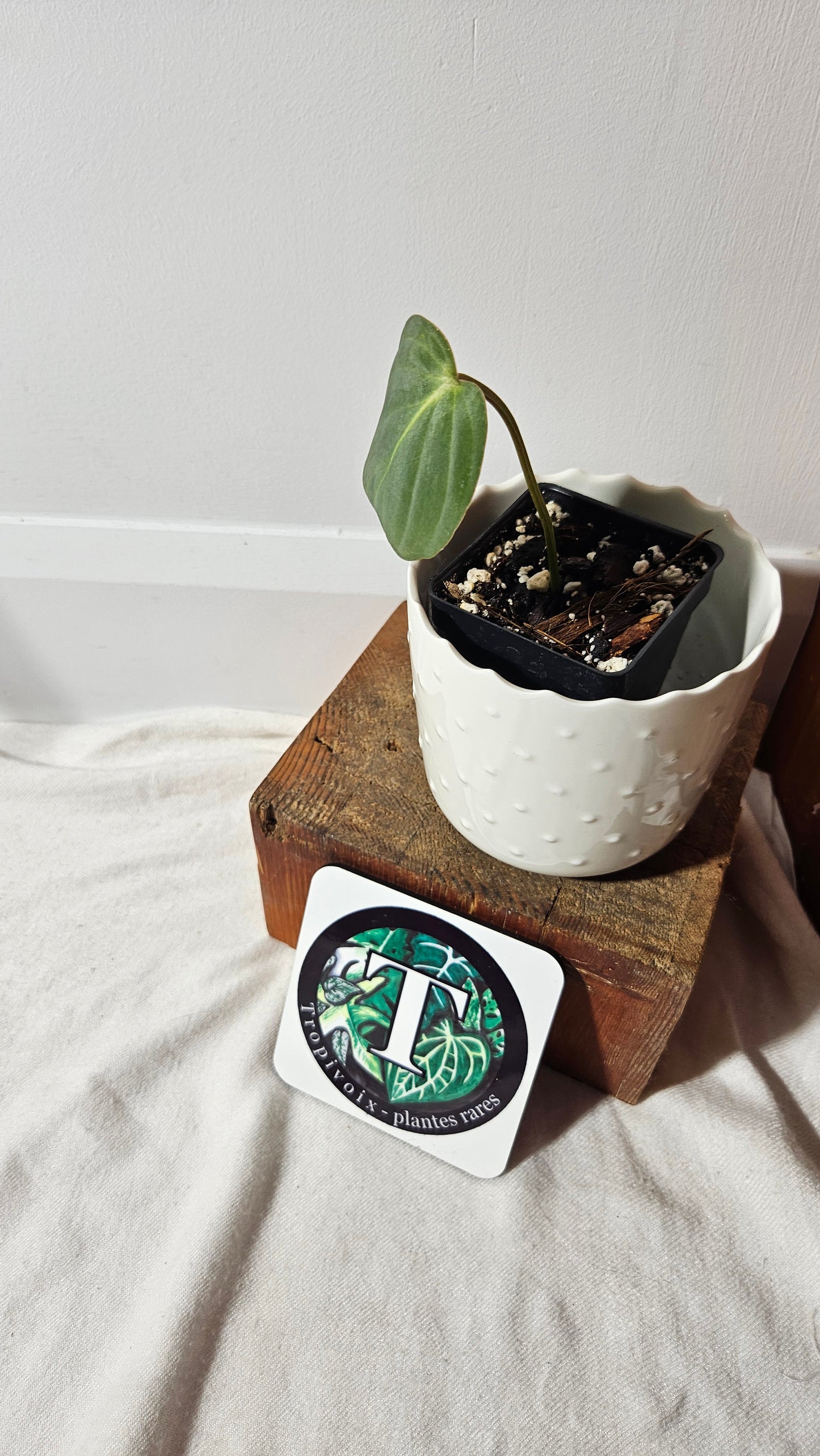 Philodendron Gloriosum (PHI-752)