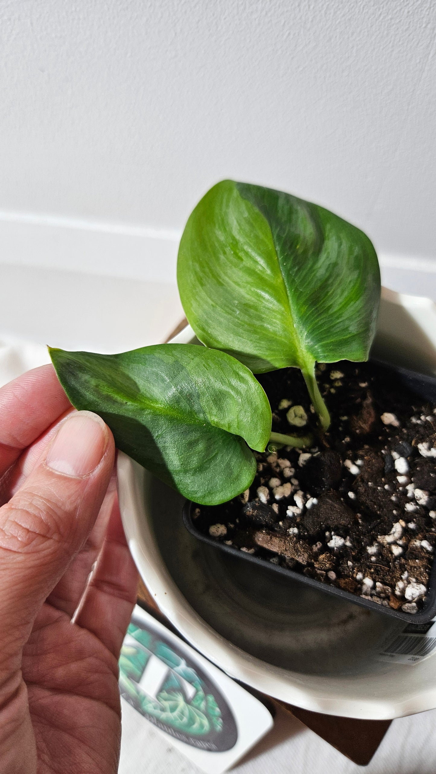 Scindapsus Treubii Moonlight "Green on green" (SCI-982)