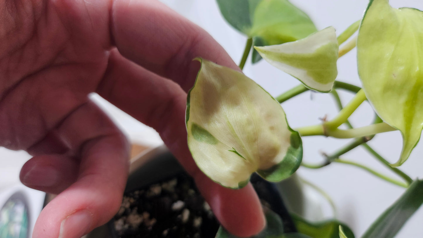 Philodendron Hederaceum Cream Splash (PHI-730)