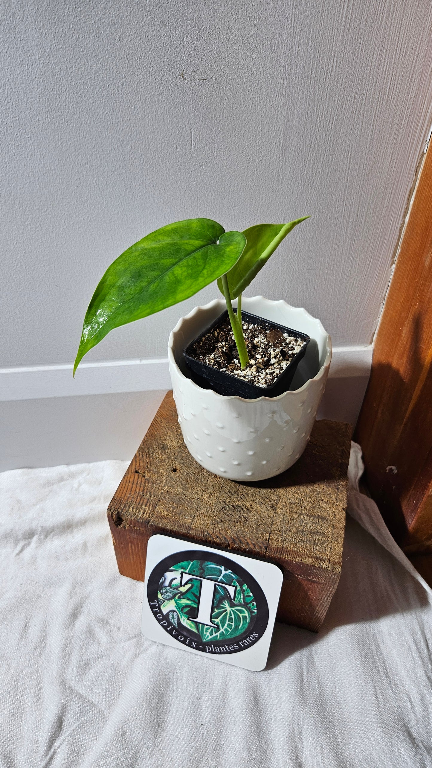 Syngonium Chiapense Albo (SYN-457)
