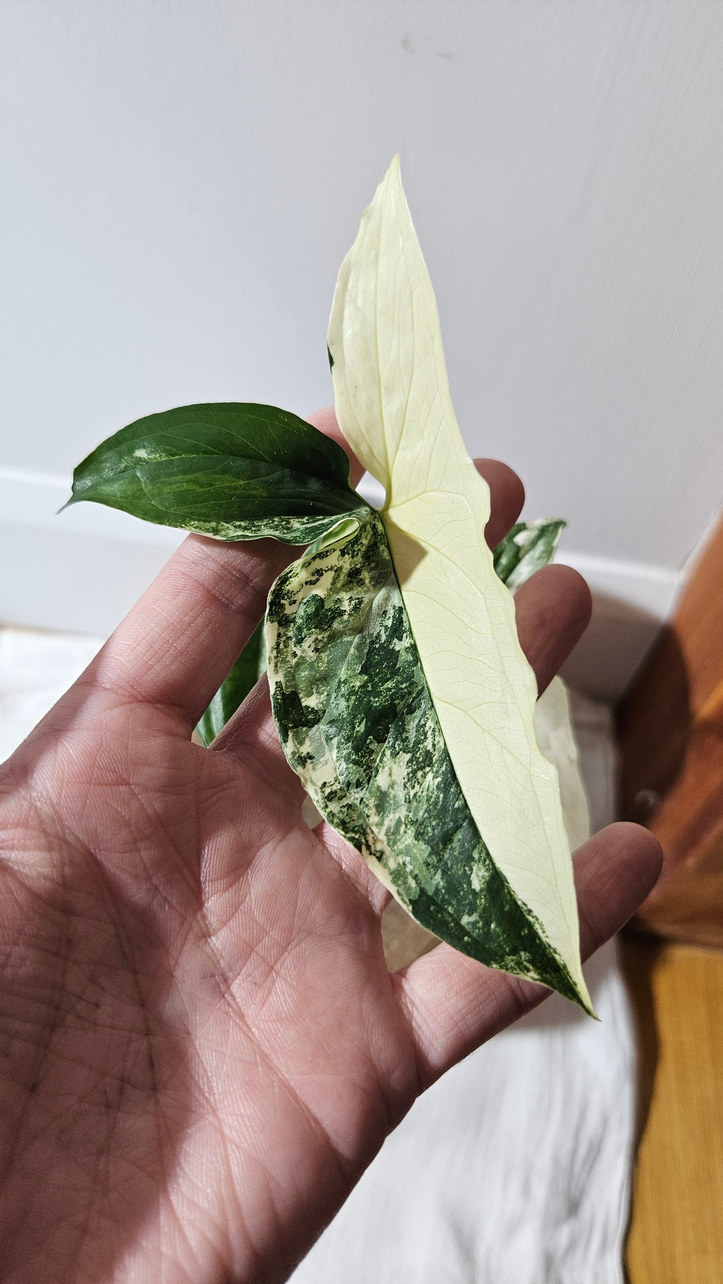 Syngonium Albo (SYN-327)