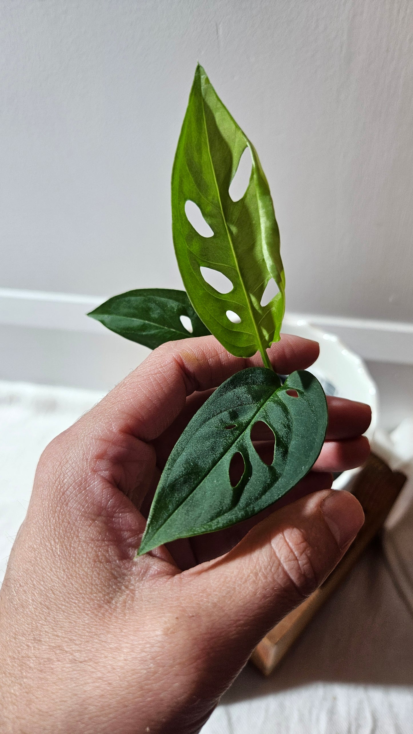 Monstera Obliqua Aff Indanza (MON-436)