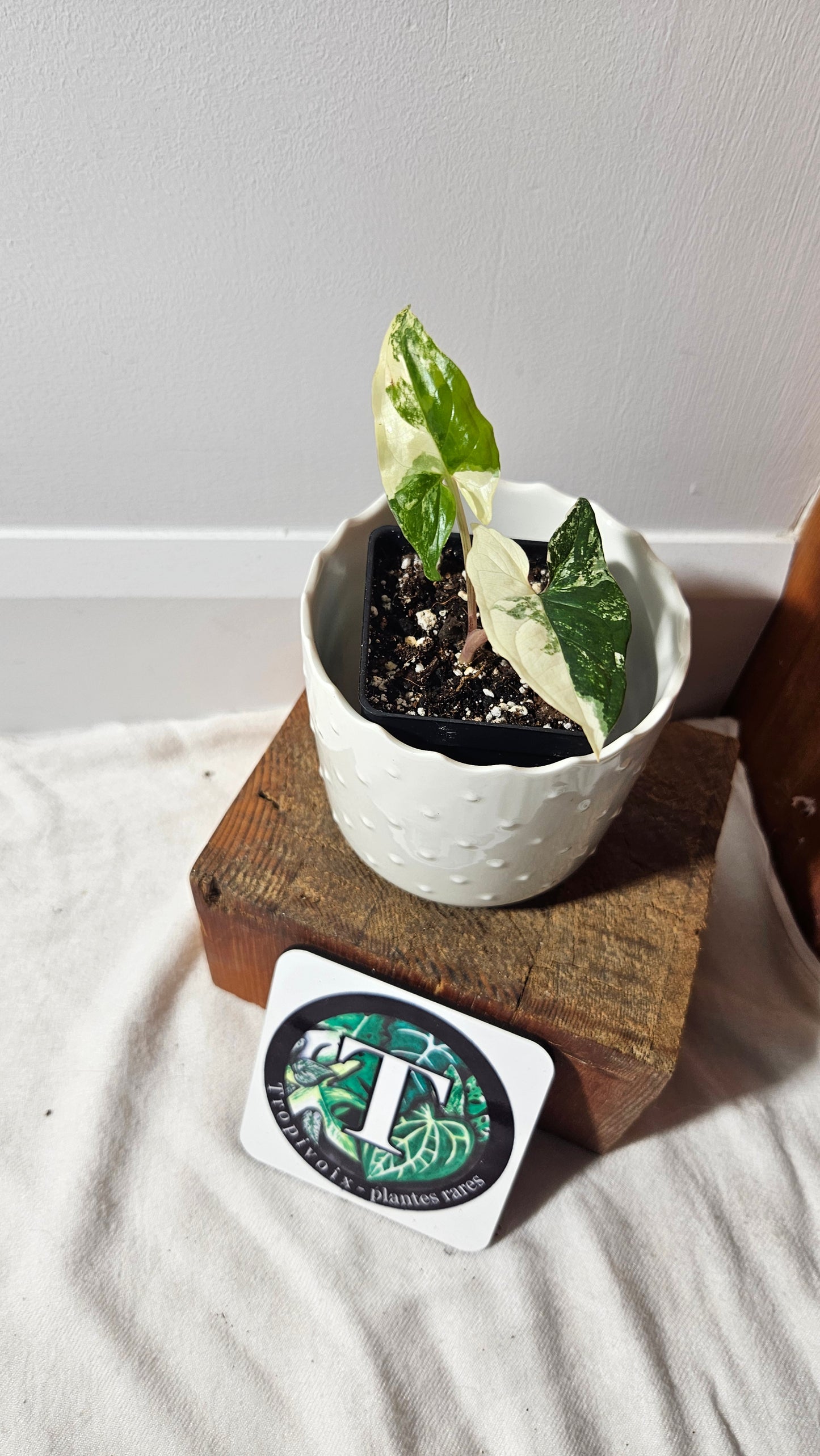 Syngonium Albo (SYN-400)