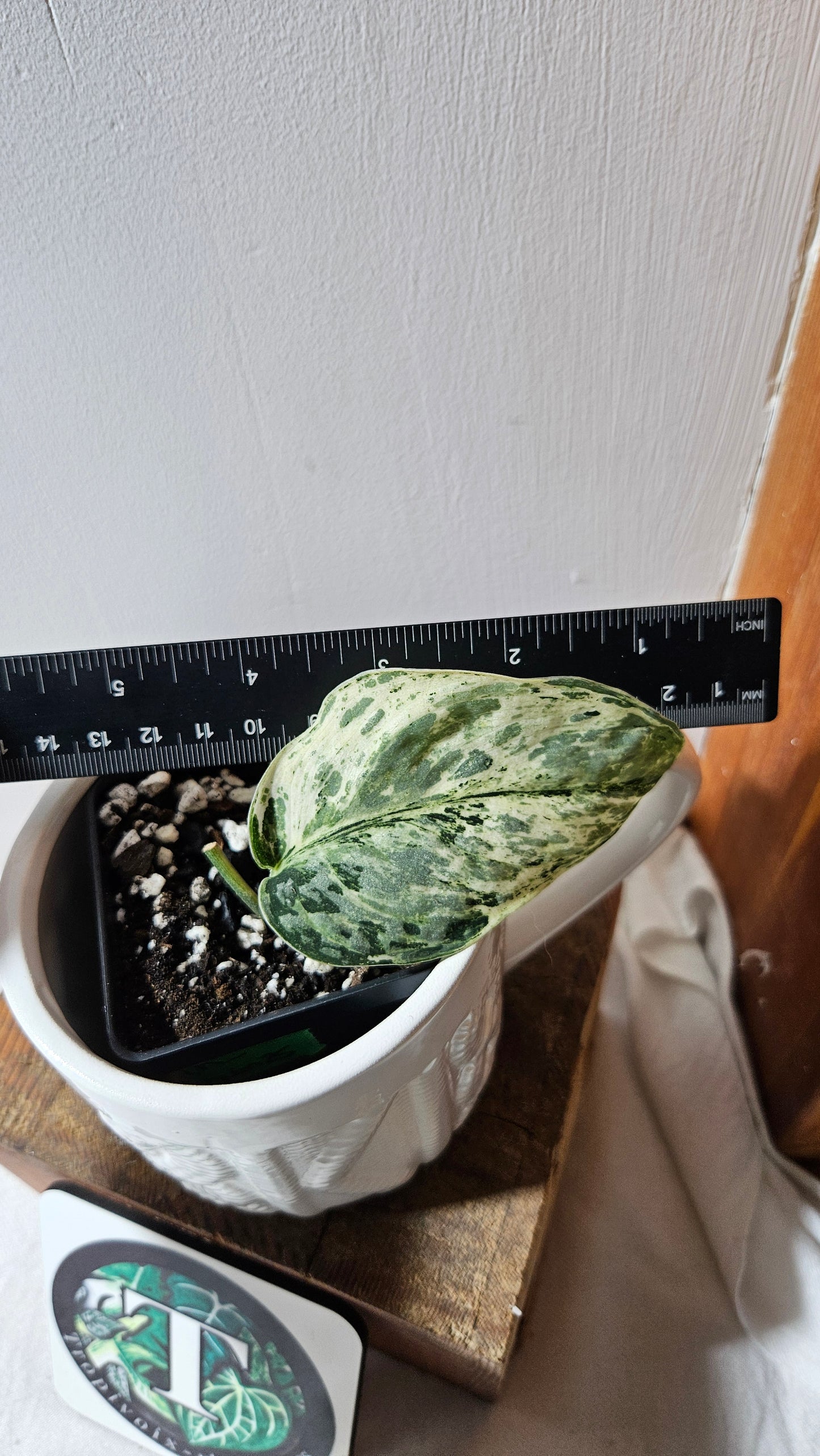 Scindapsus Peasun (SCI-1064)