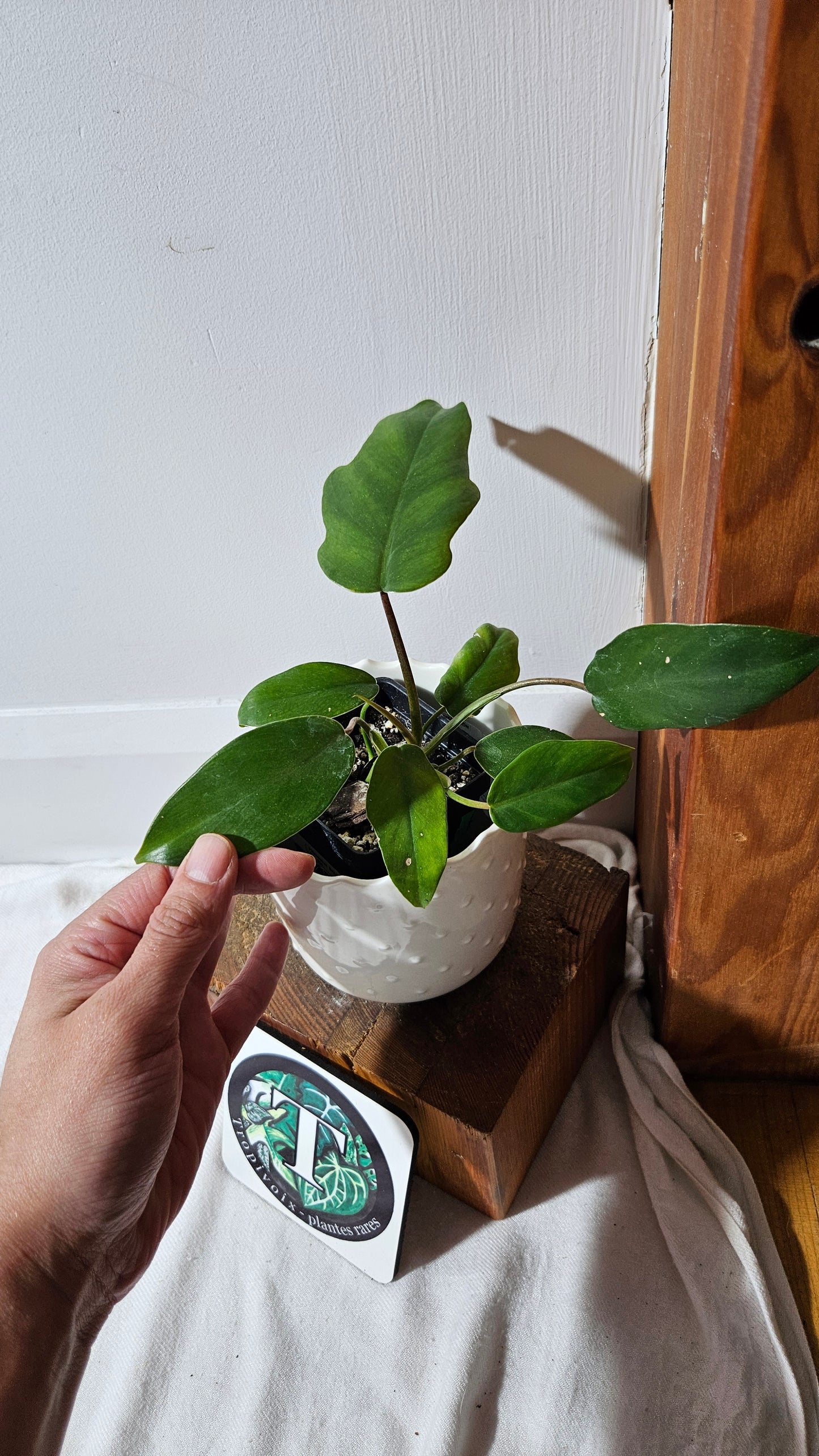 Philodendron Mayoi (PHI-854)