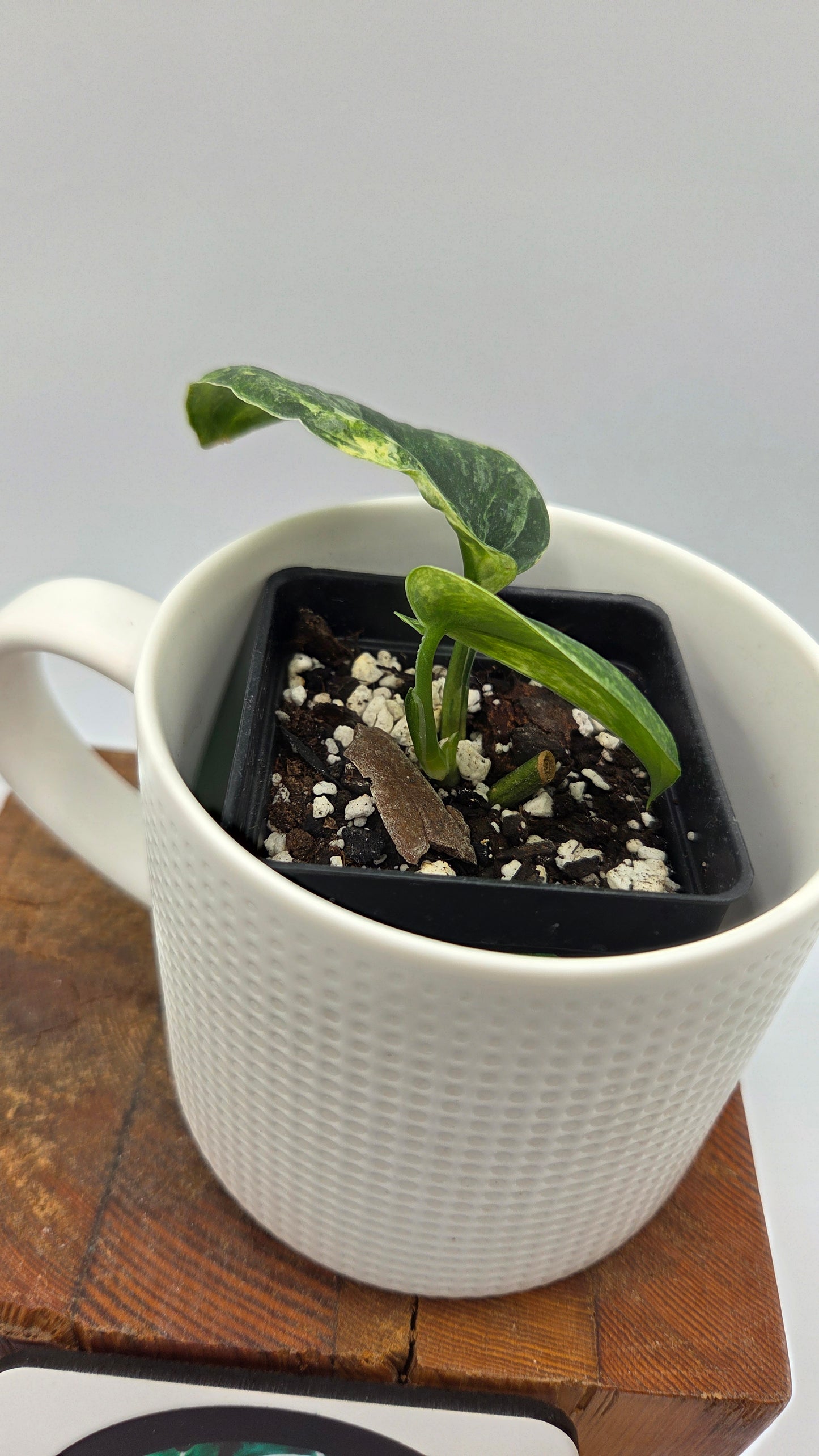 Scindapsus Silver Splash Tricolore (SCI-1438)