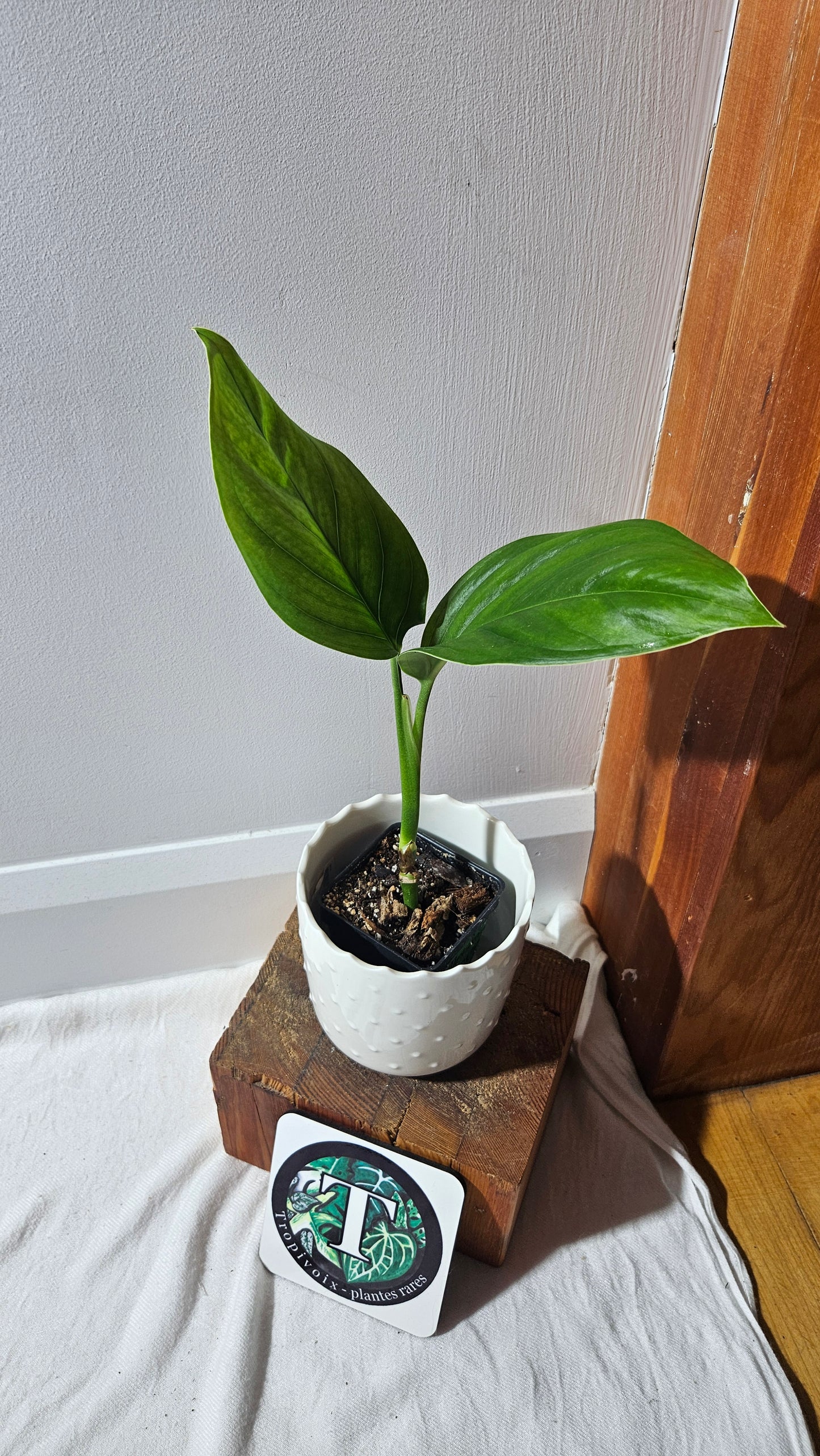 Monstera Obliqua Aff Limon (MON-432)