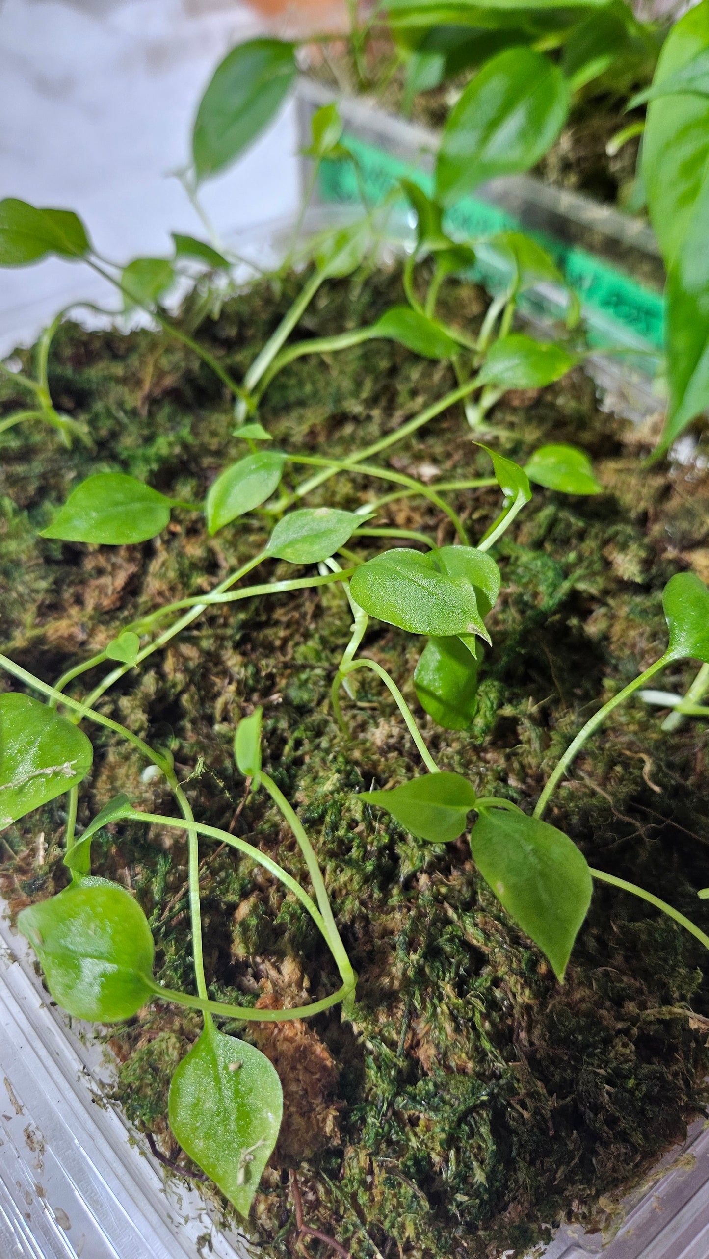 Anthurium Gracile "format SEEDLING"