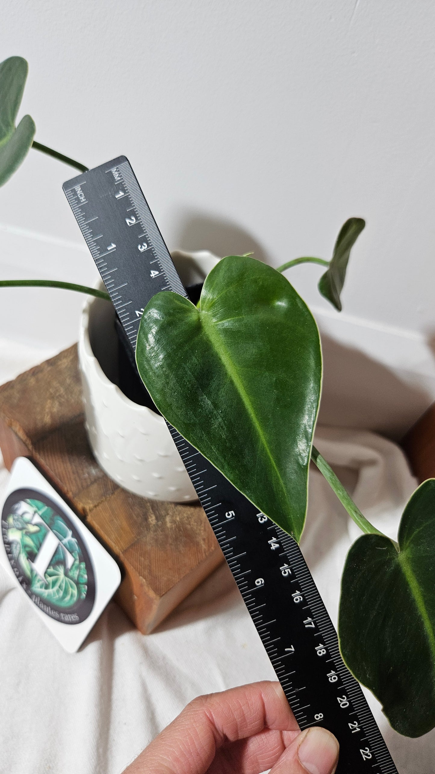 Philodendron Ilsemanii Green (PHI-516)