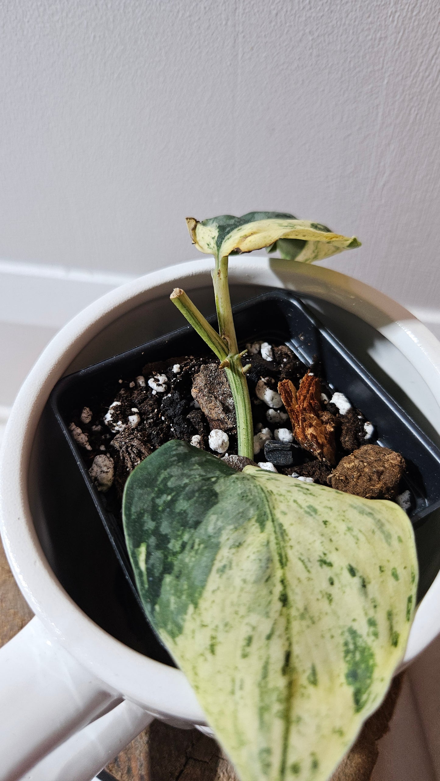 Scindapsus Silver Cloud mutation (SCI-1088)