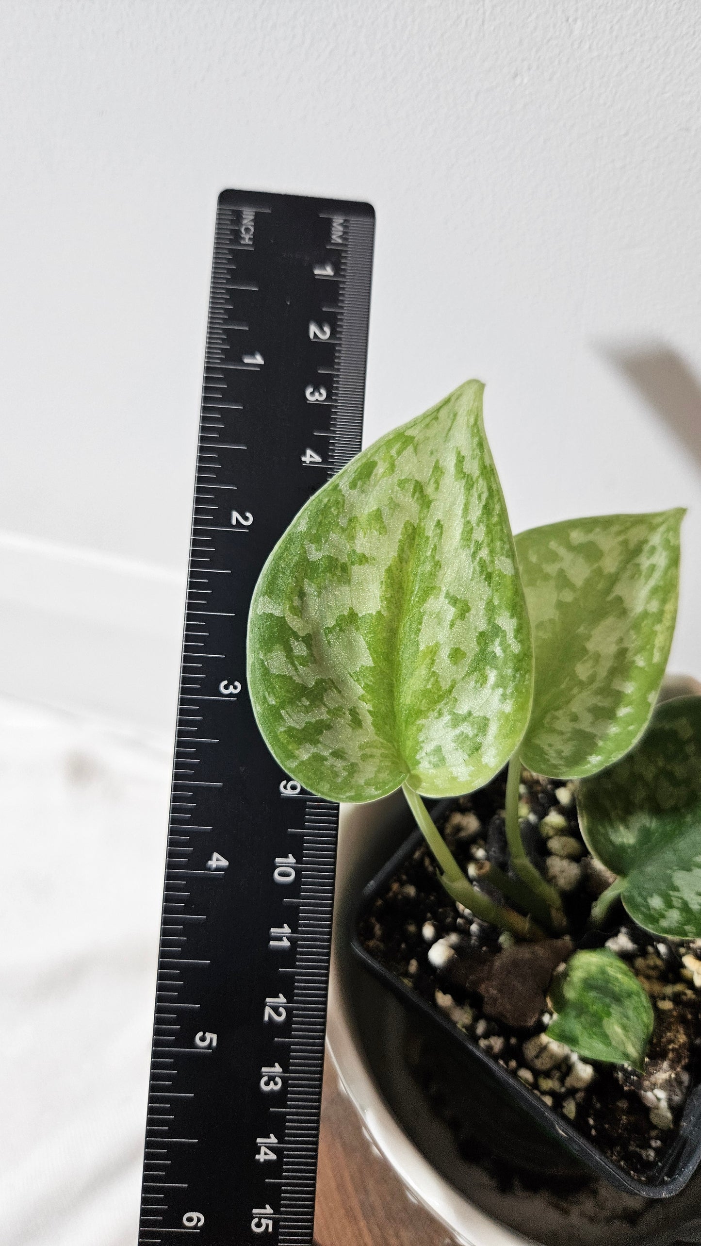 Scindapsus Geulis (SCI-1044)
