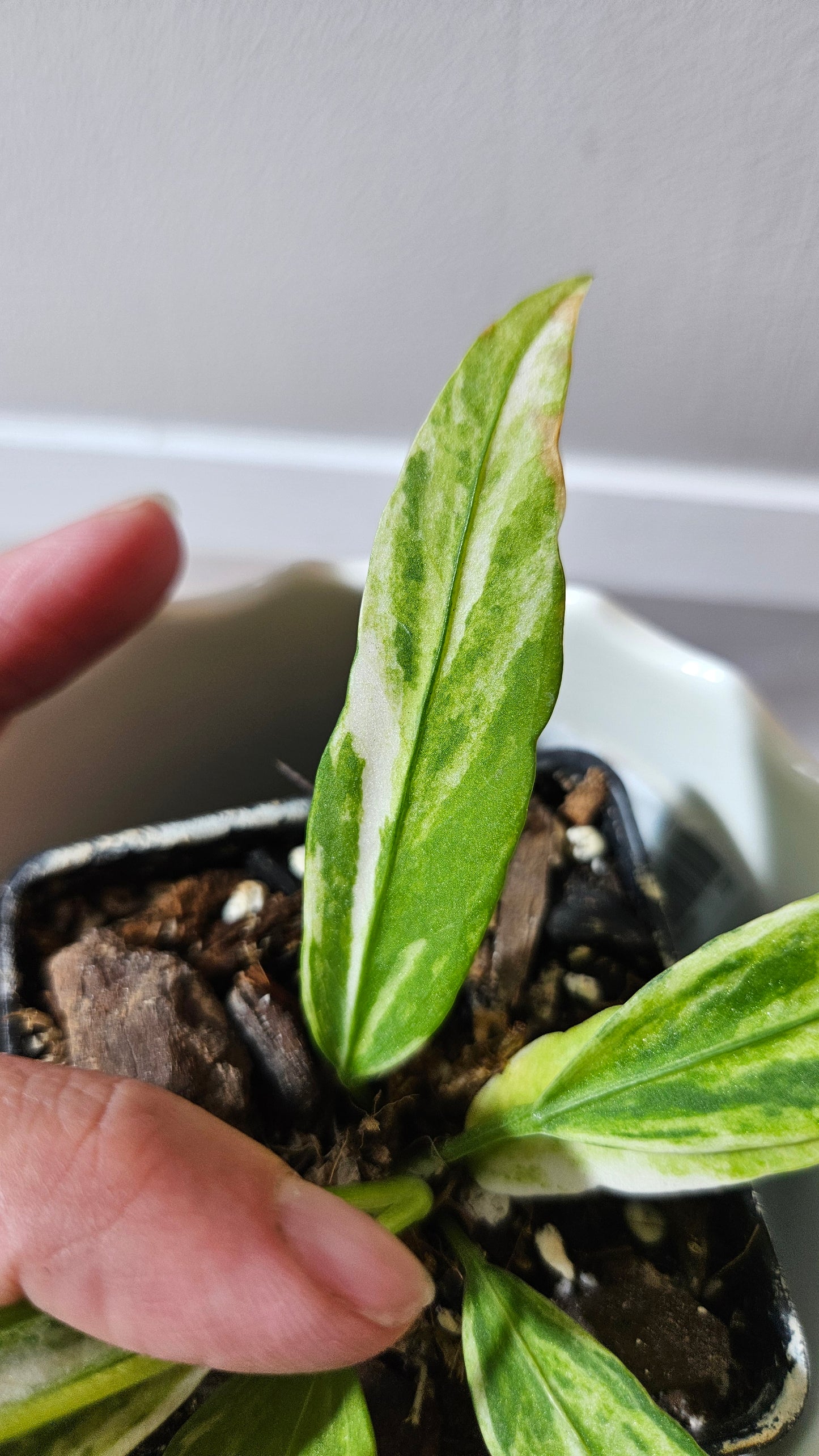 Anthurium Vittarifolium Variegata "format PETIT"(ANT-443)