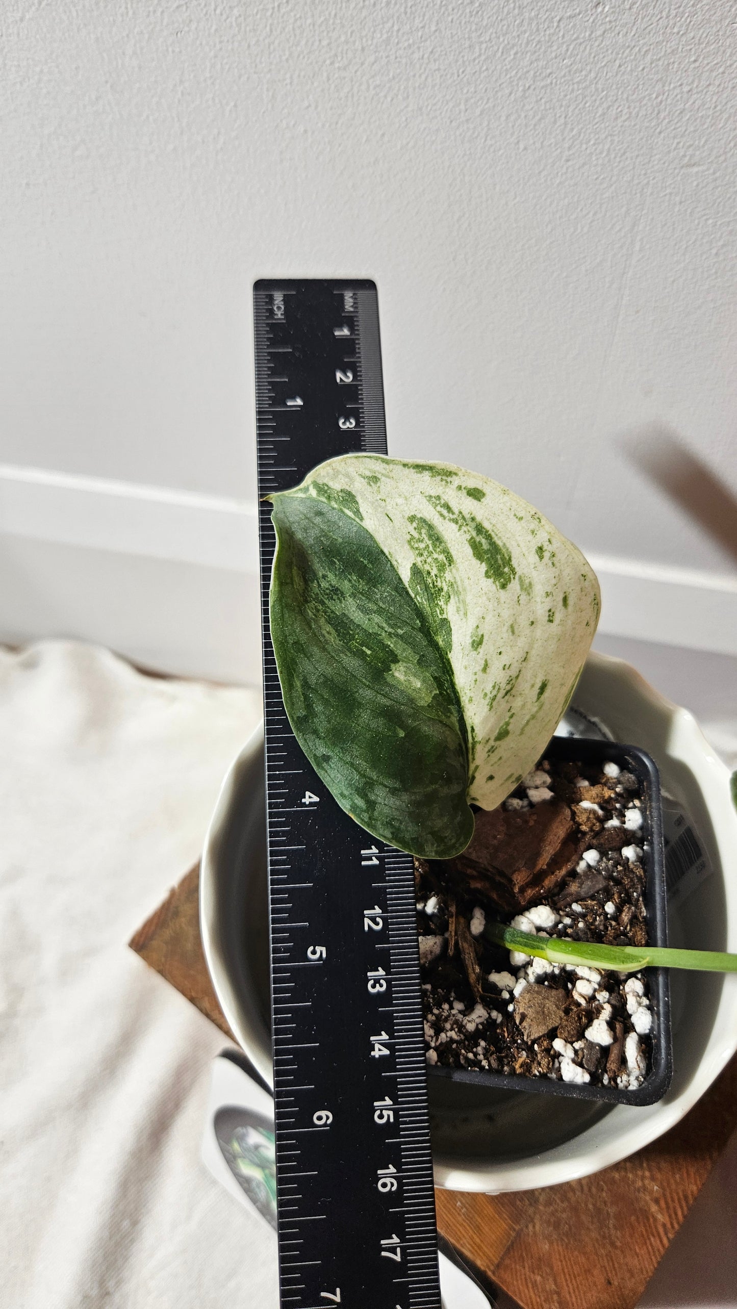 Scindapsus Salamount (SCI-828)